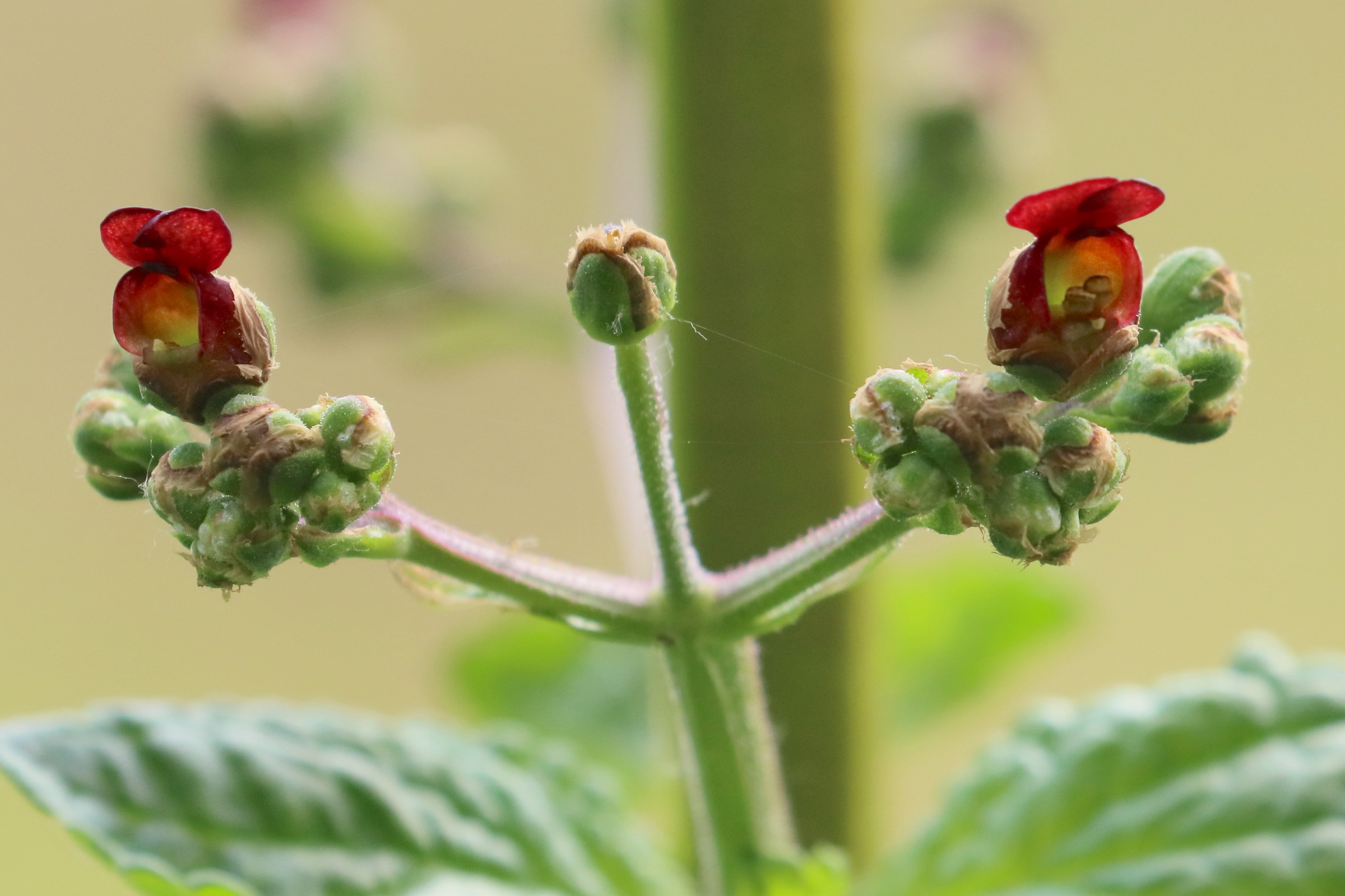 scrophularia_auriculata8bd