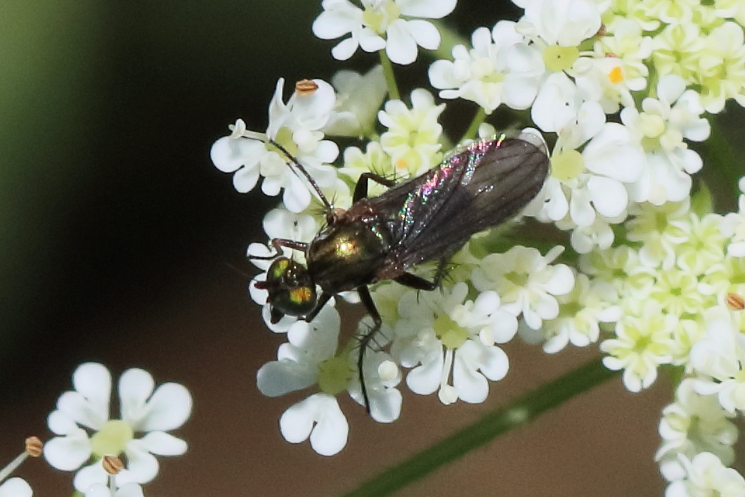 hercostomus_nigripennis1bd