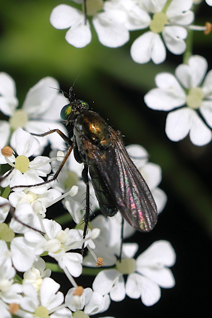 hercostomus_nigripennis2md