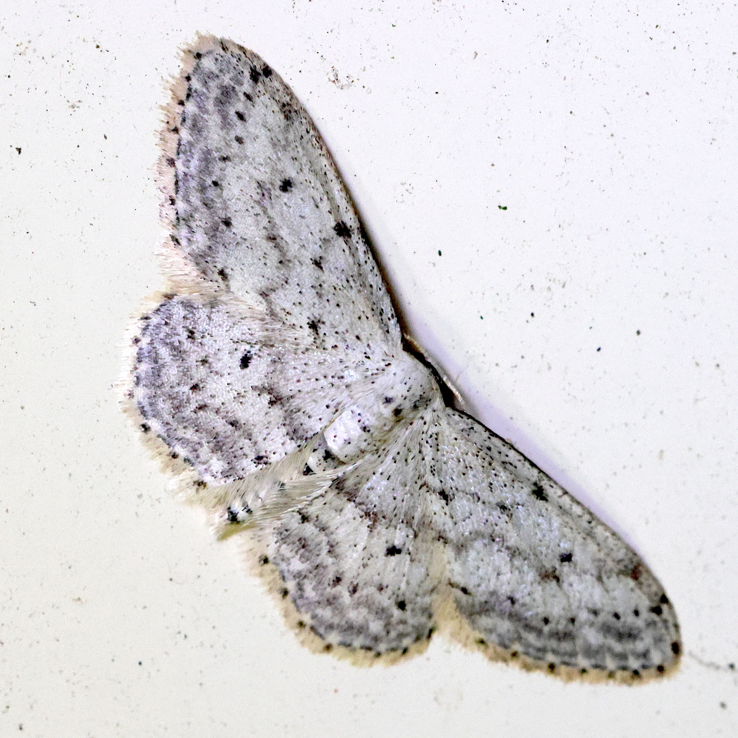 idaea_seriata3md