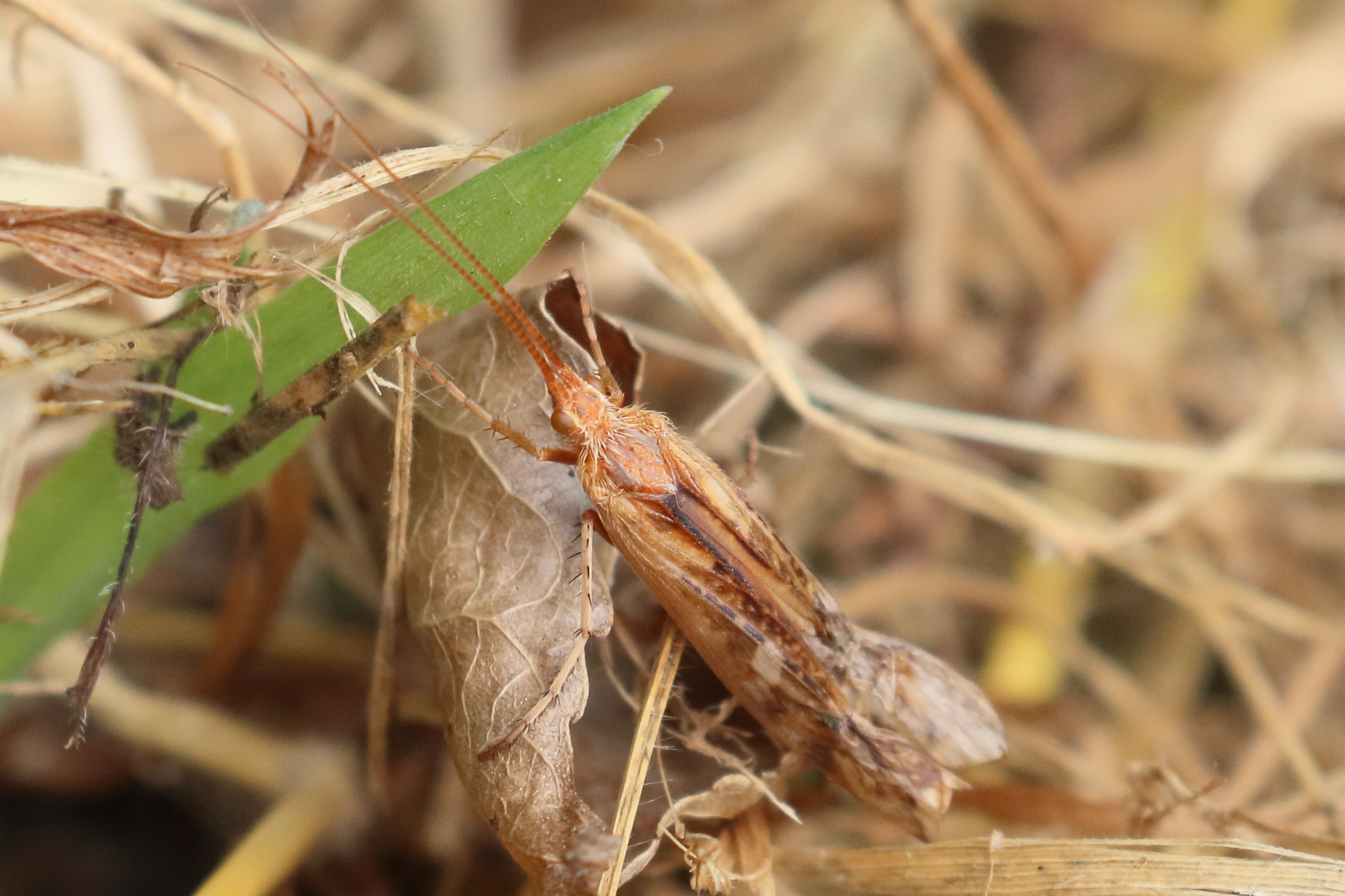 limnephilus_lunatus1bd