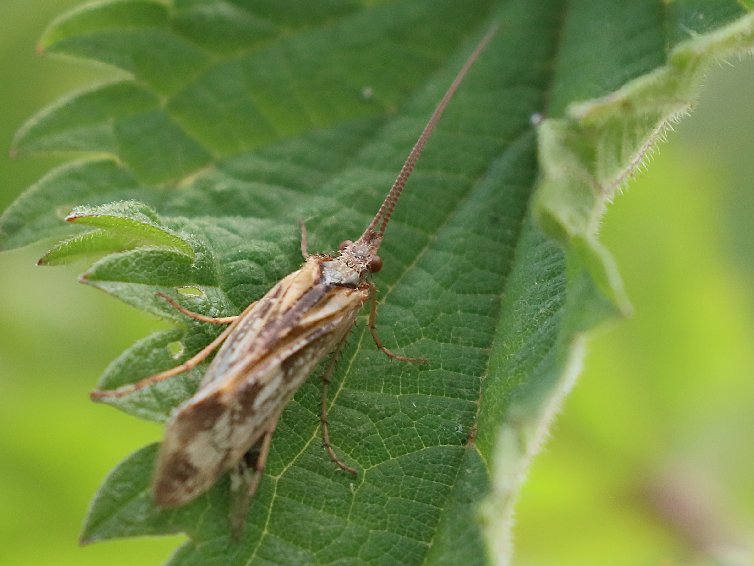 limnephilus_marmoratus1bd