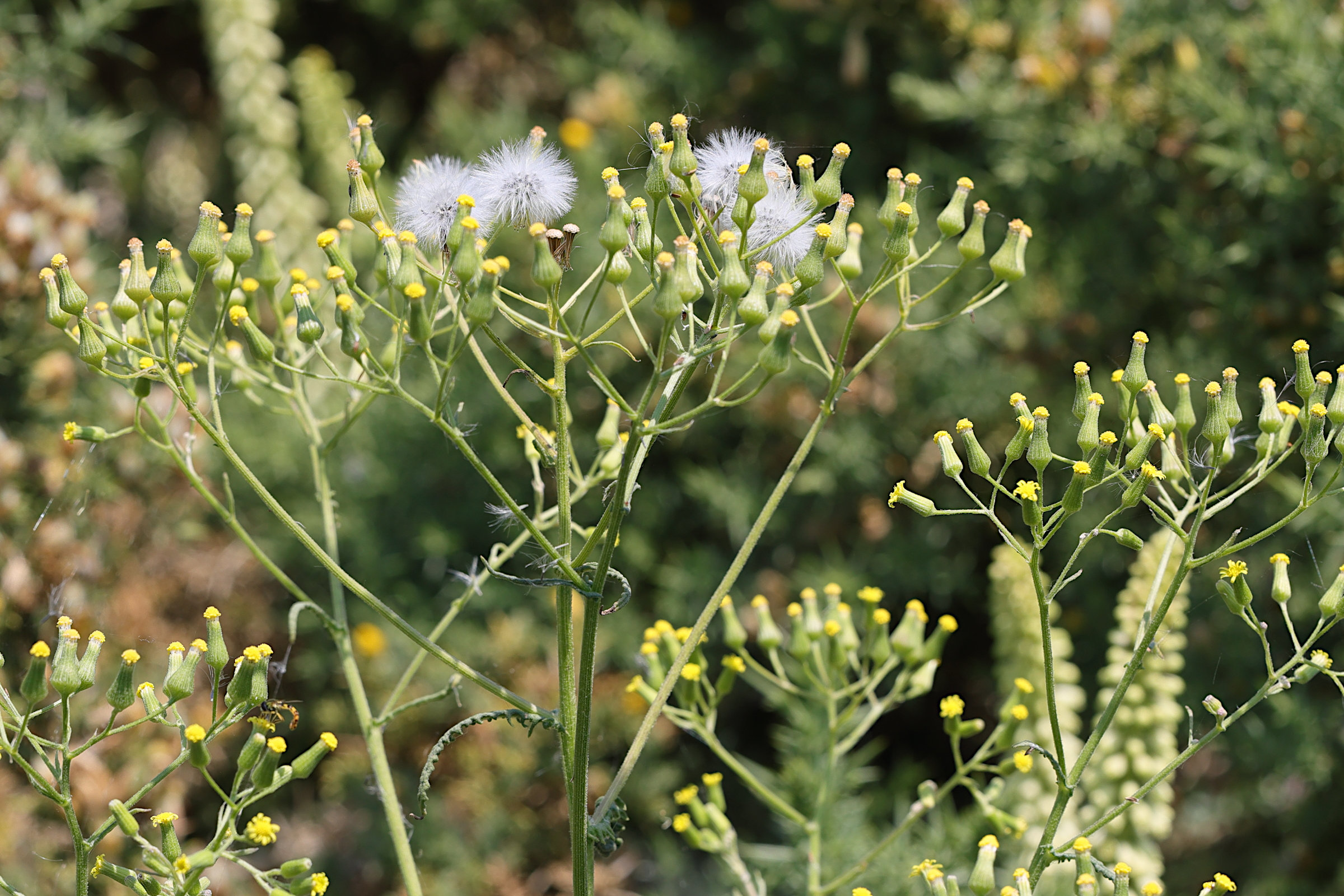 senecio_sylvaticus7md
