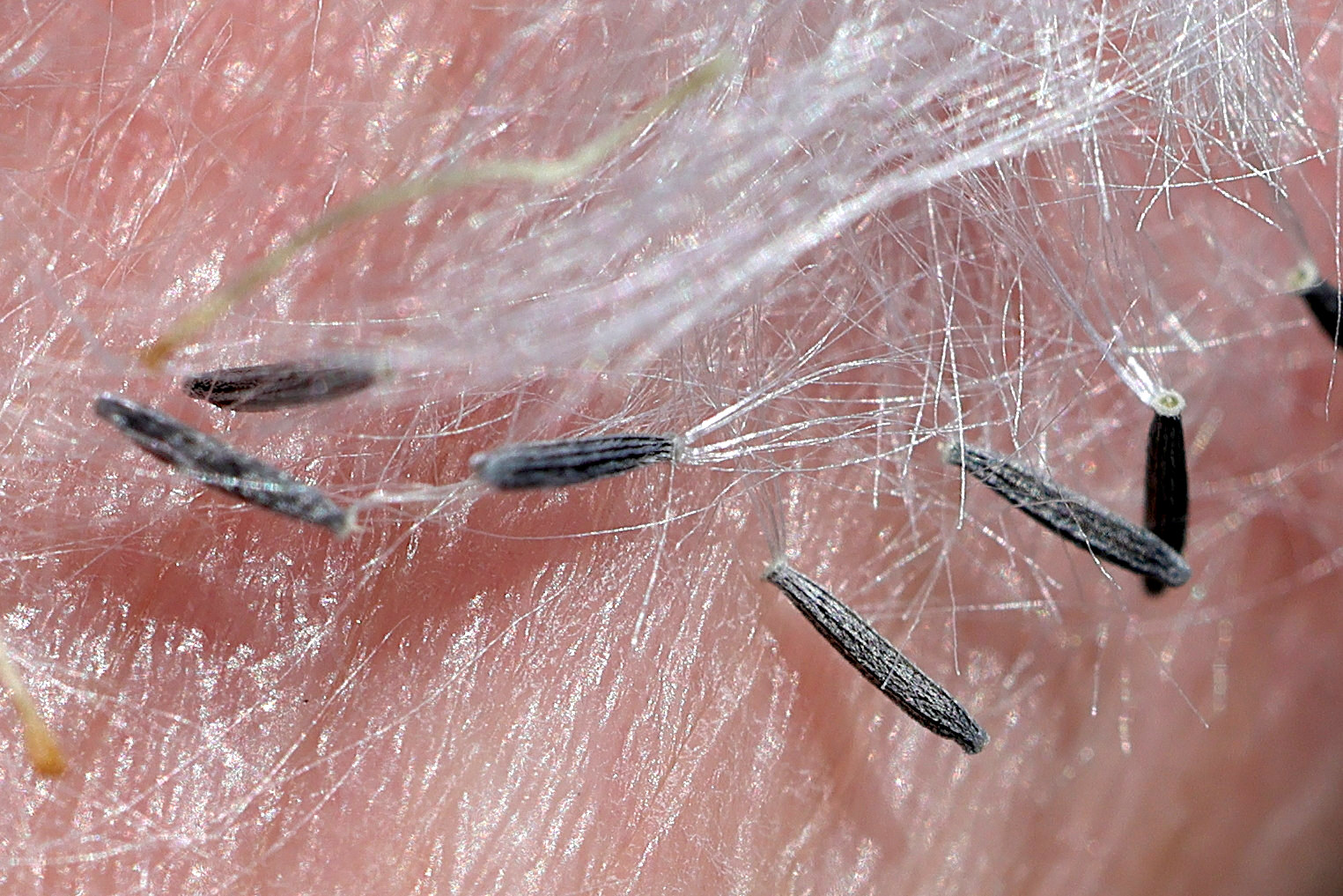 senecio_sylvaticus8md