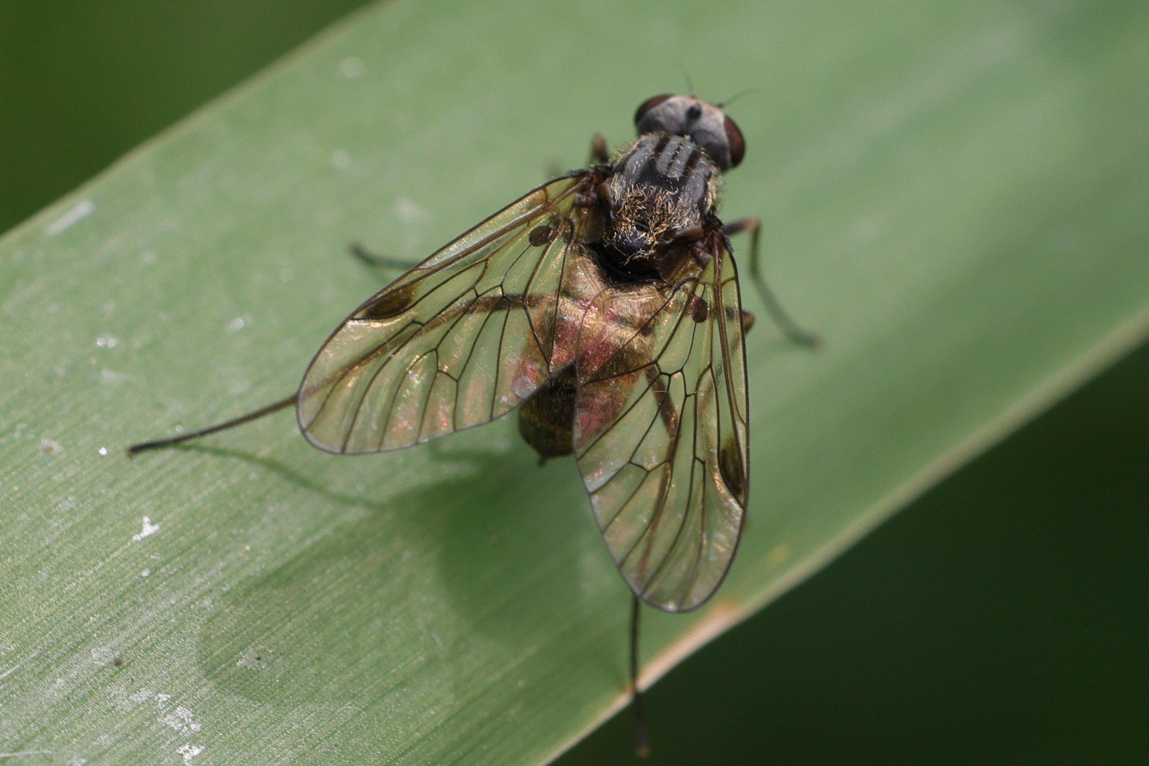 chrysopilus_cristatus4md