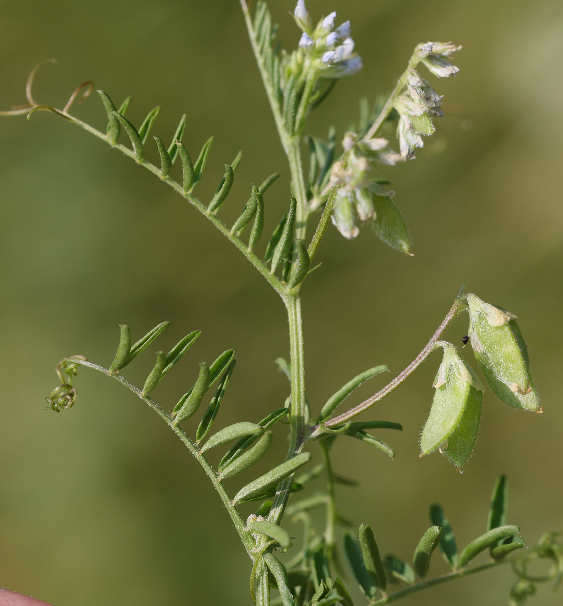 Afficher le média ervilia_hirsuta5md ervilia_hirsuta5md