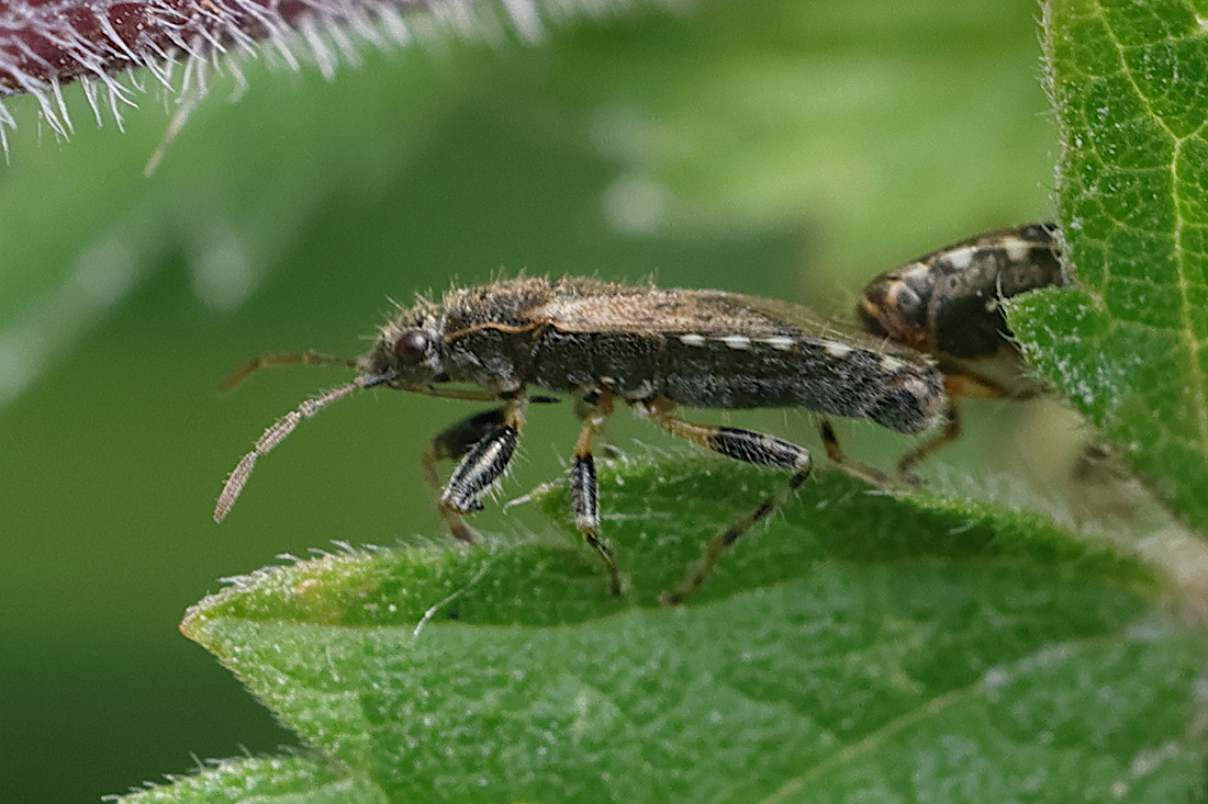 heterogaster_urticae4md