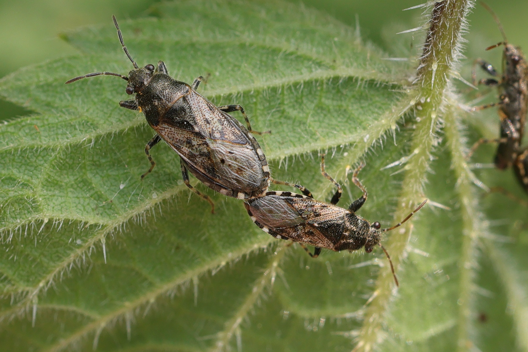 heterogaster_urticae5md