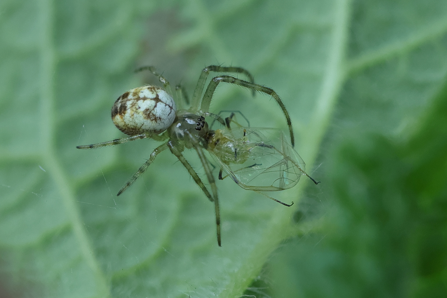 Afficher le média mangora_acalypha5md mangora_acalypha5md