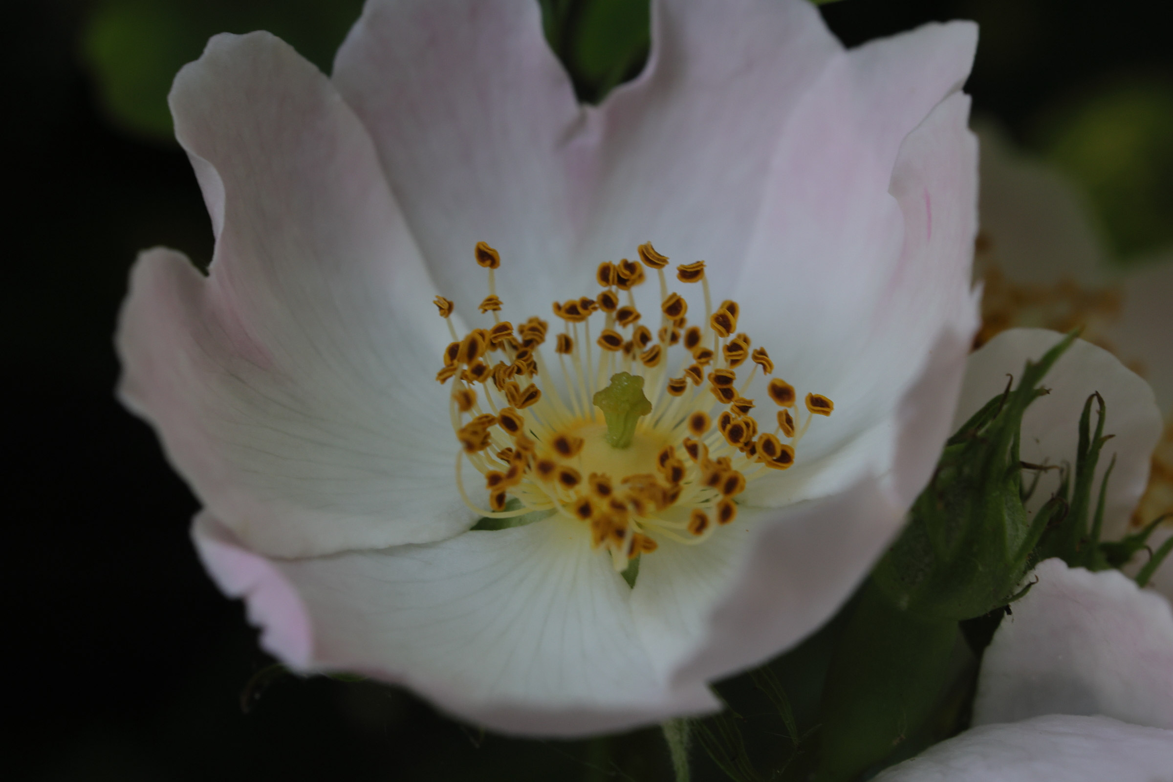 rosa_arvensis5md