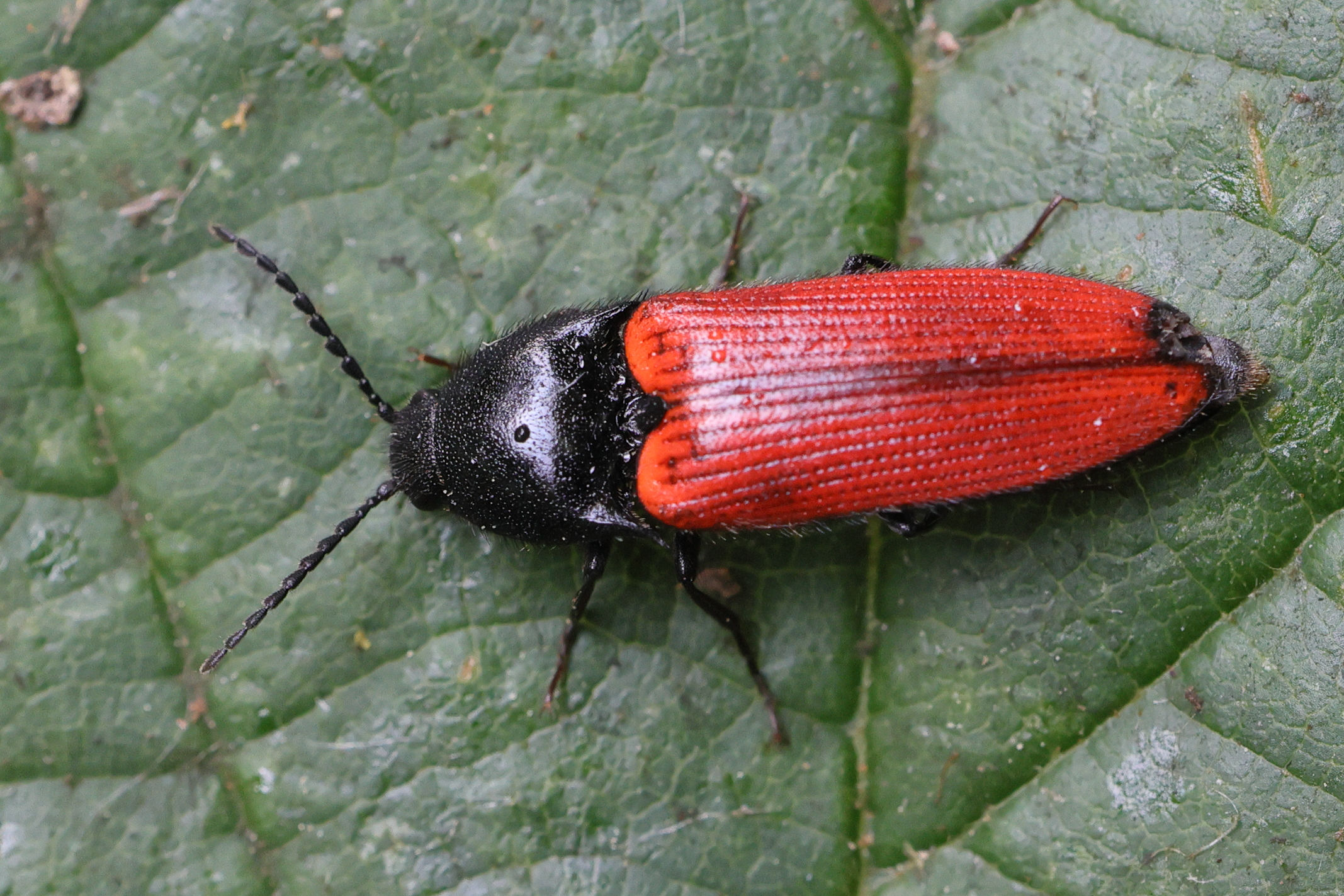 ampedus_quercicola1md