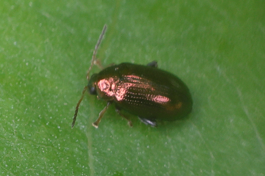 crepidodera_aurea1md