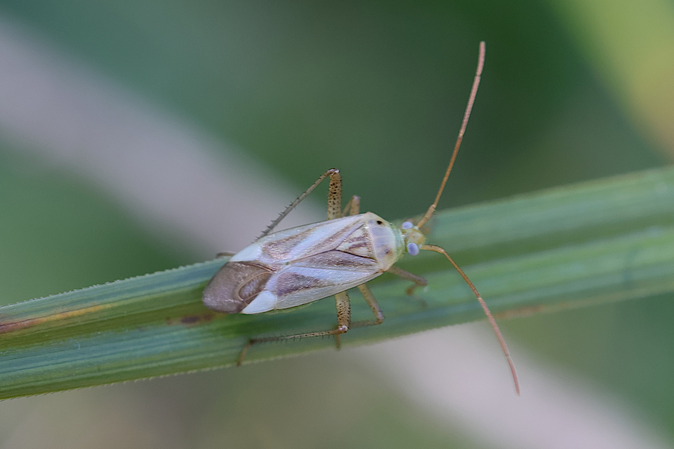 Afficher le média adelphocoris_lineolatus5md adelphocoris_lineolatus5md