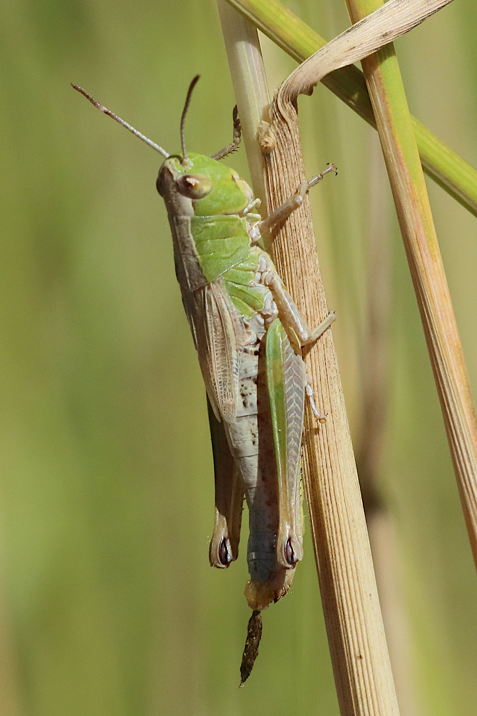 pseudochorthippus_parallelus6bd