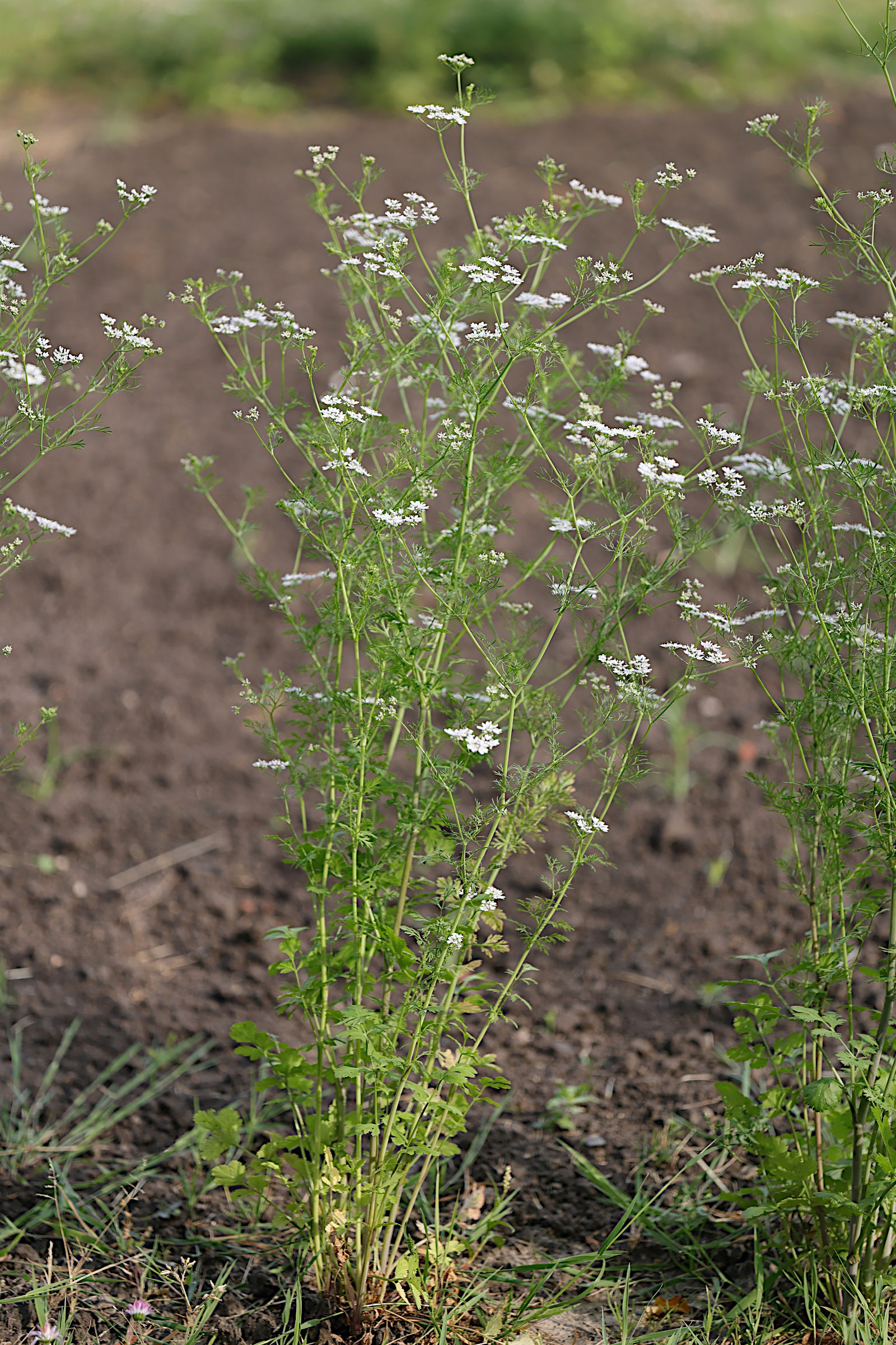 coriandrum_sativum1md