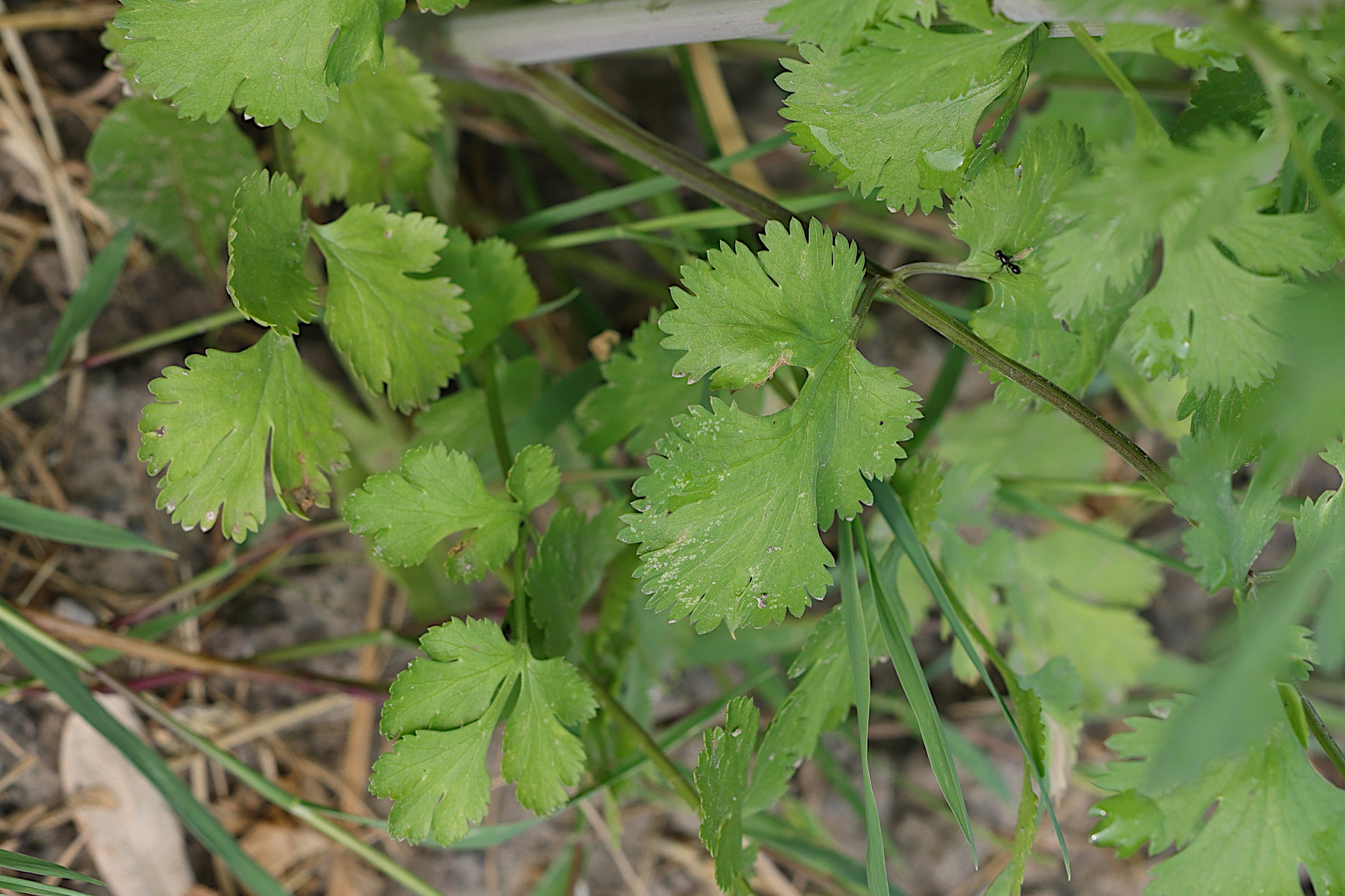 coriandrum_sativum2md