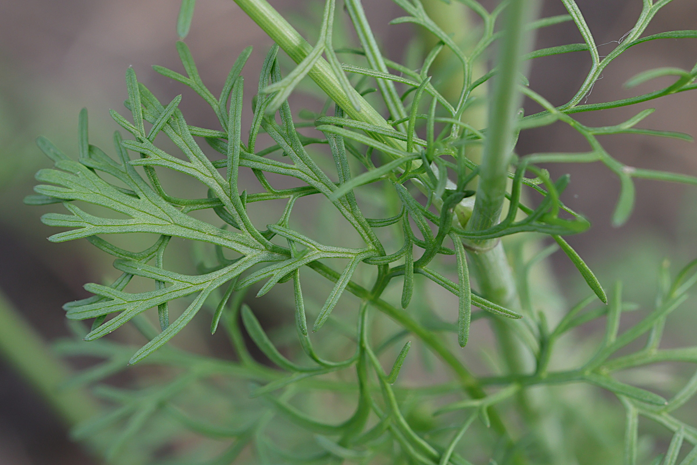 coriandrum_sativum3md