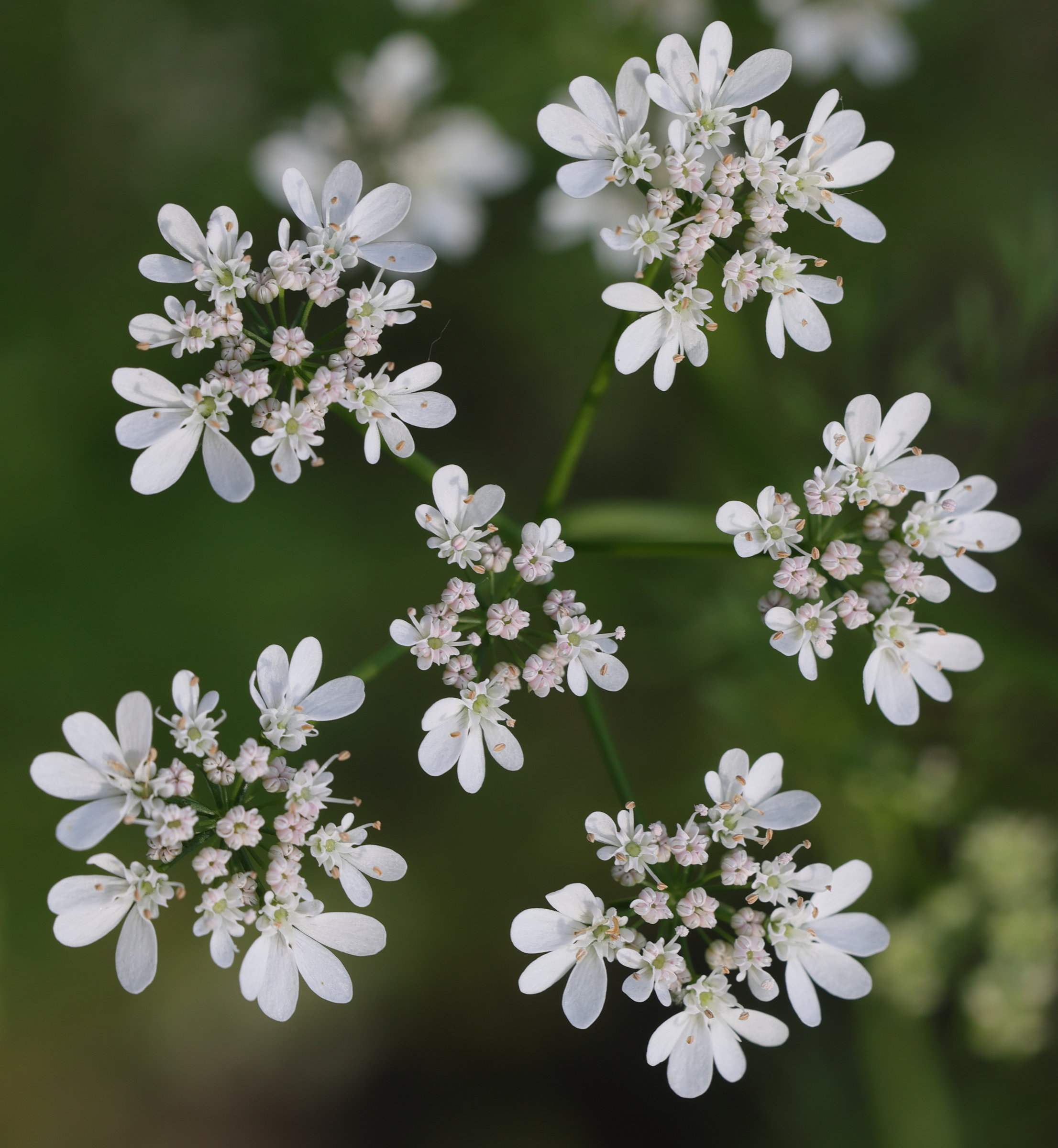 coriandrum_sativum4md