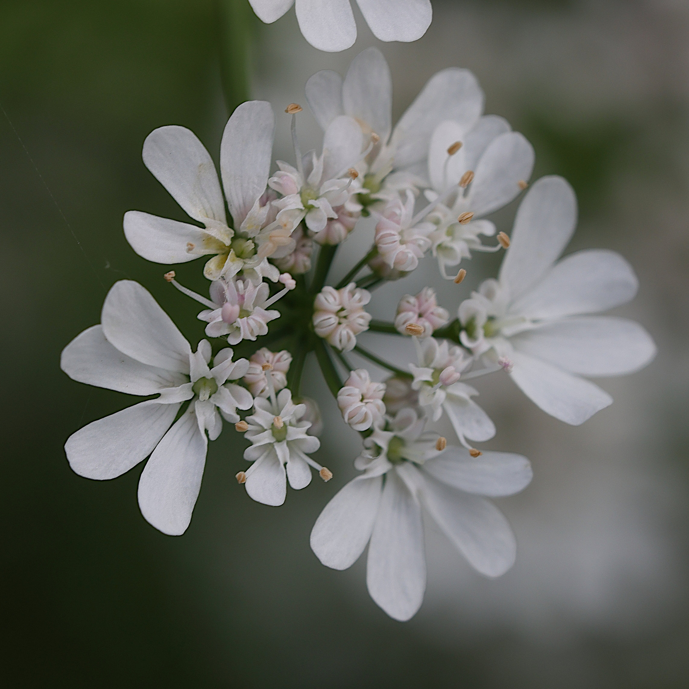 coriandrum_sativum5md