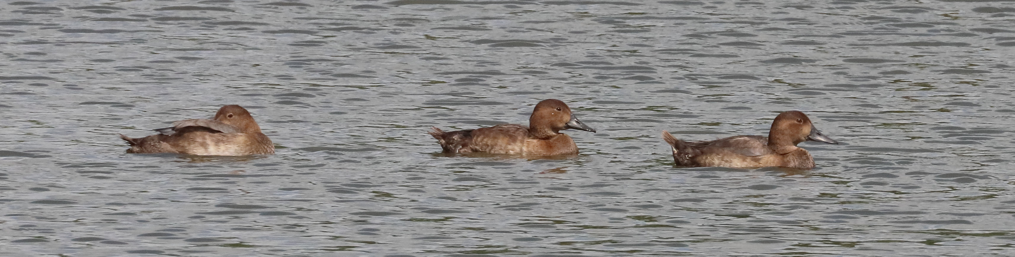 fuligule_milouin_-_aythya_ferina13bd