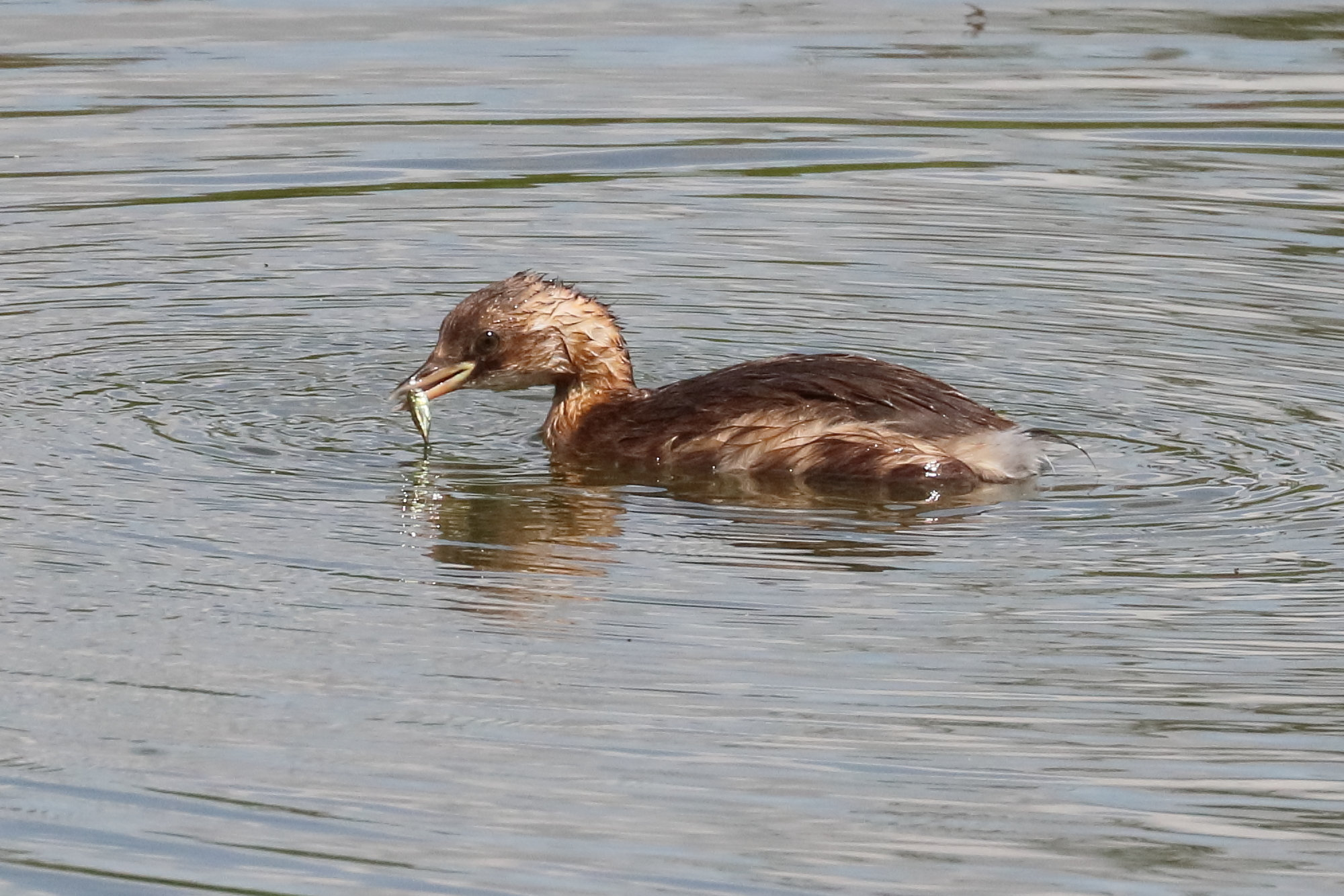 grebe_castagneux_-_tachybaptus_ruficollis8bd