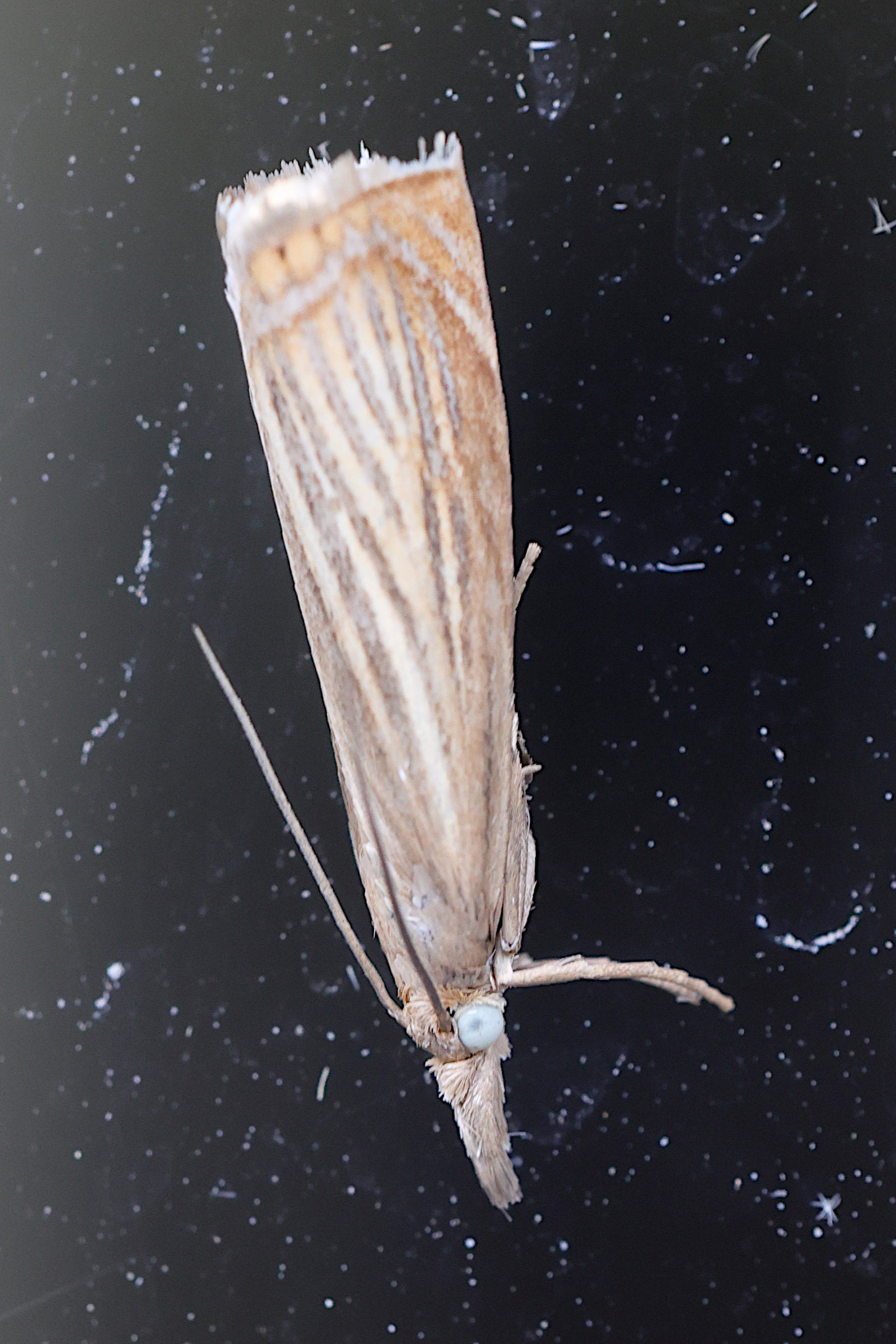 chrysoteuchia_culmella5md