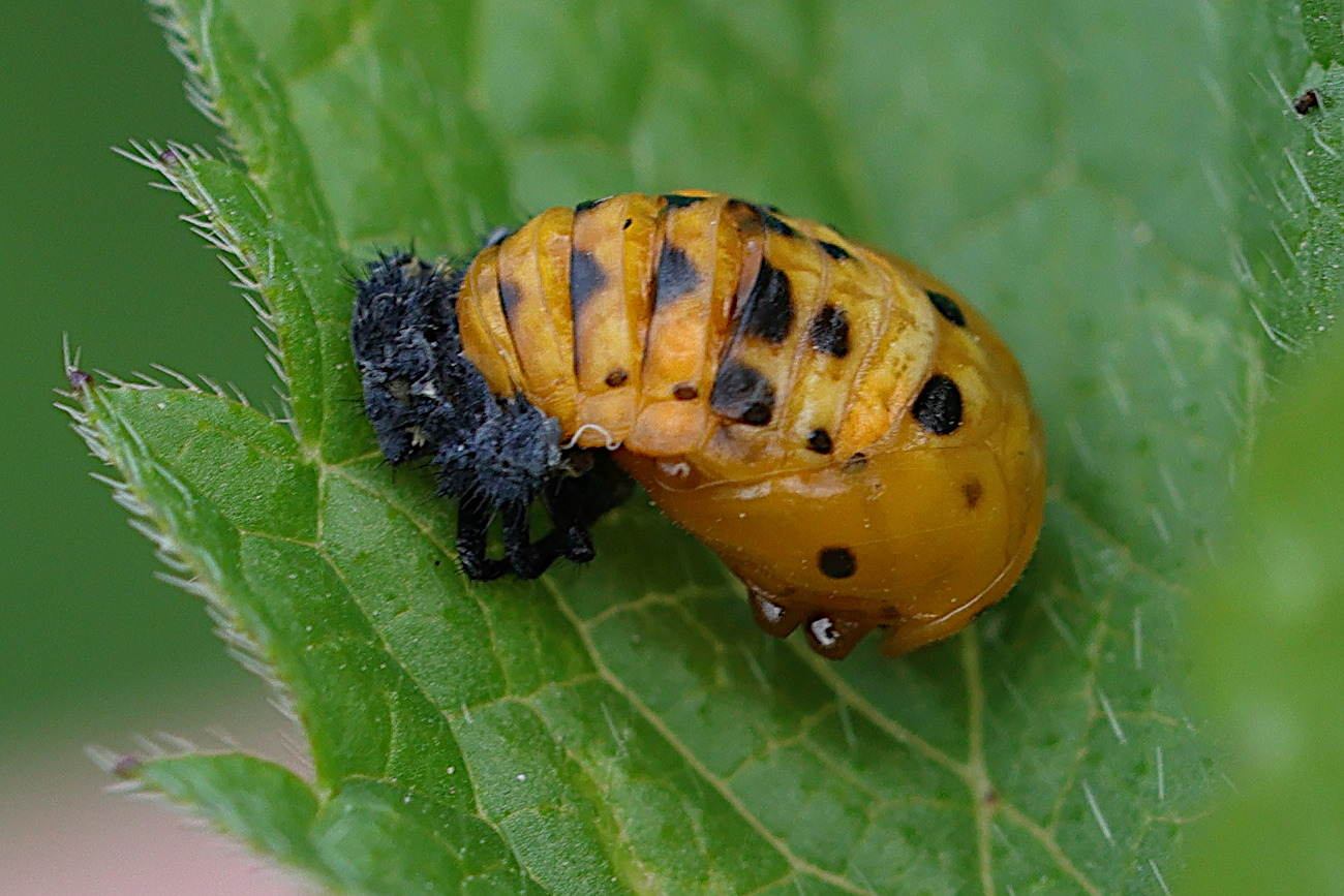 Afficher le média coccinella_septempunctata_nymph1md coccinella_septempunctata_nymph1md