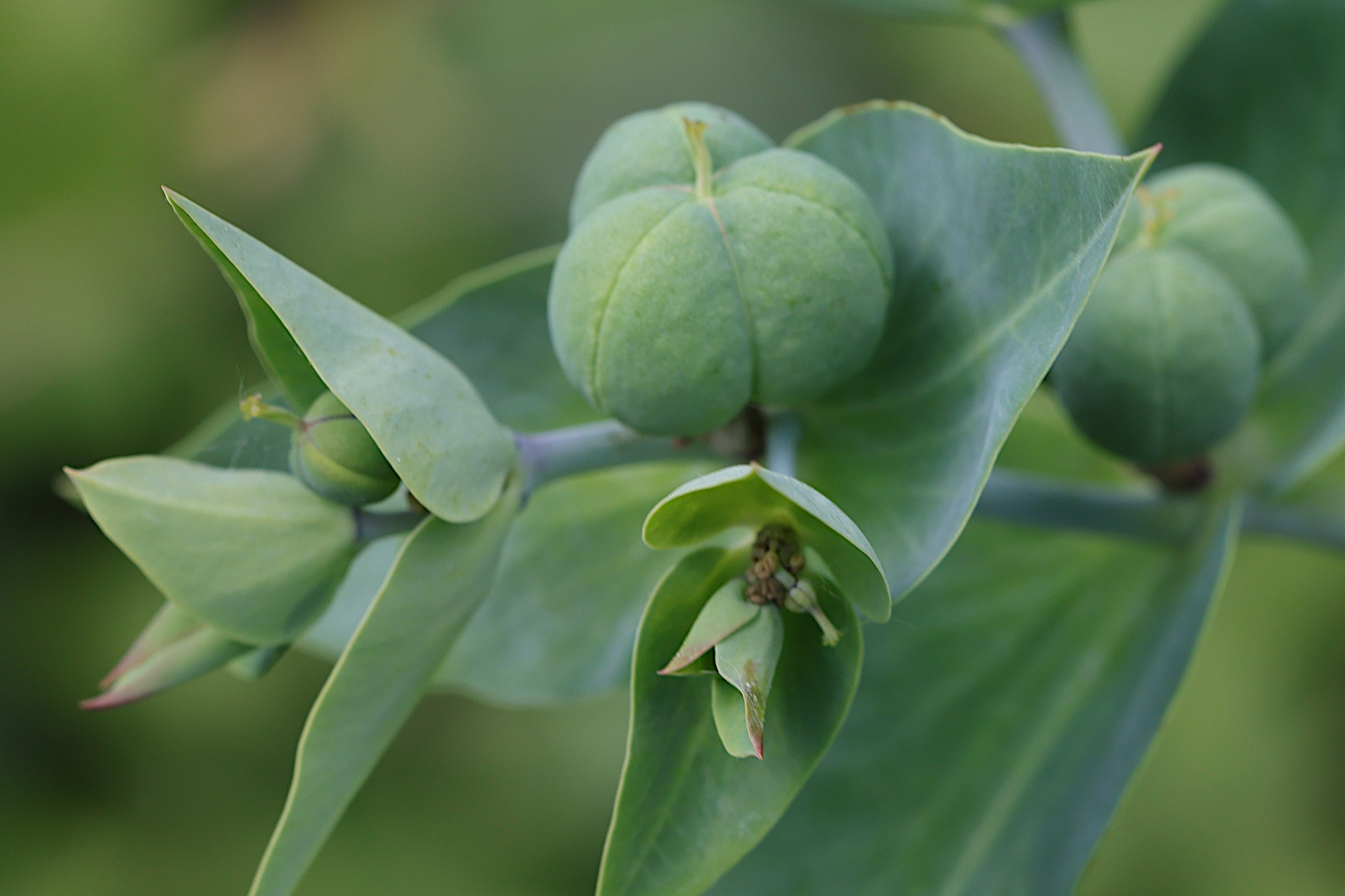 Afficher le média euphorbia_lathyris9md euphorbia_lathyris9md