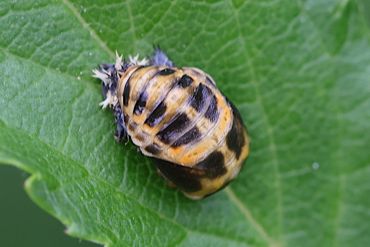 Afficher le média harmonia_axyridis20md harmonia_axyridis20md