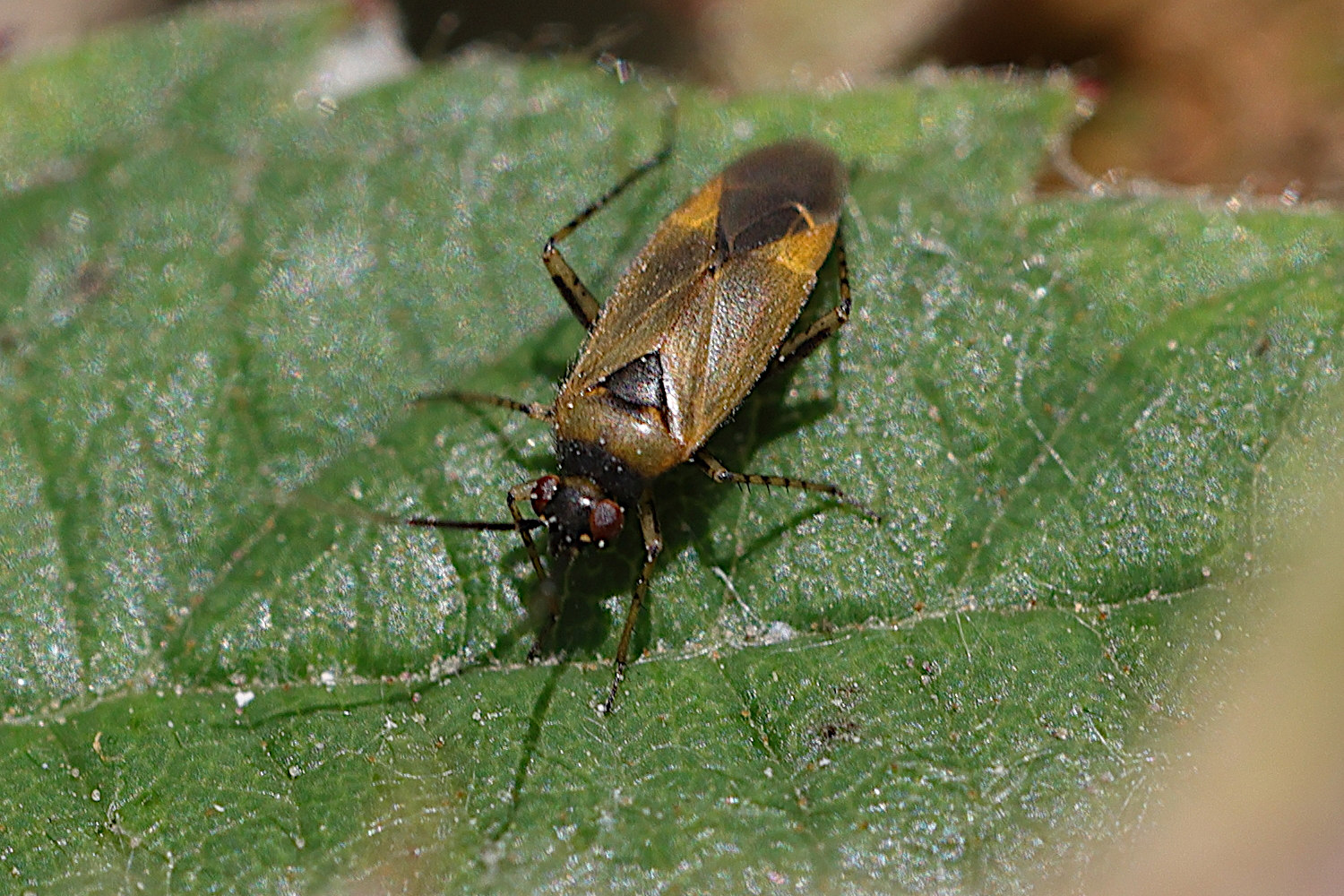 plagiognathus_arbustorum5md