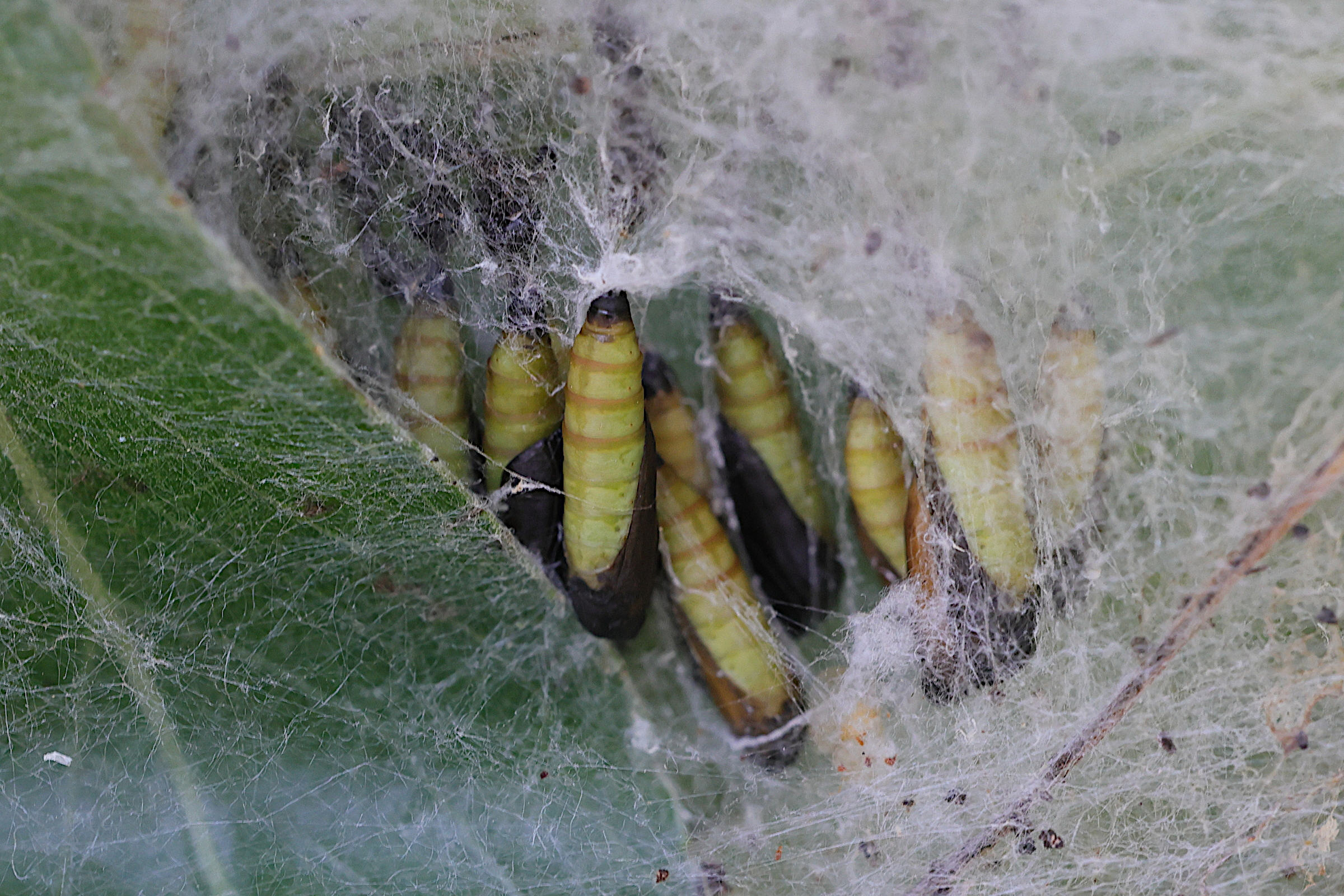 yponomeuta_rorrella_nymph1md