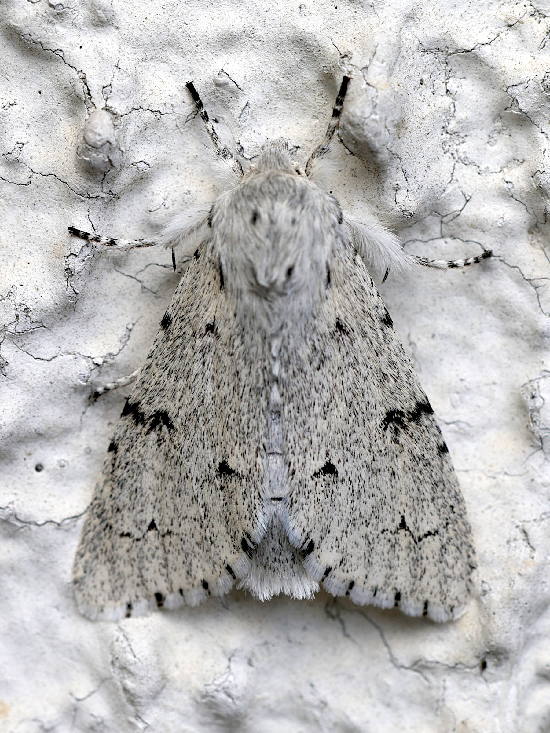 acronicta_leporina2md