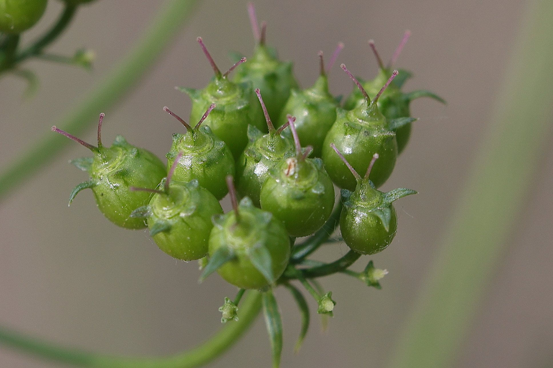 coriandrum_sativum6md