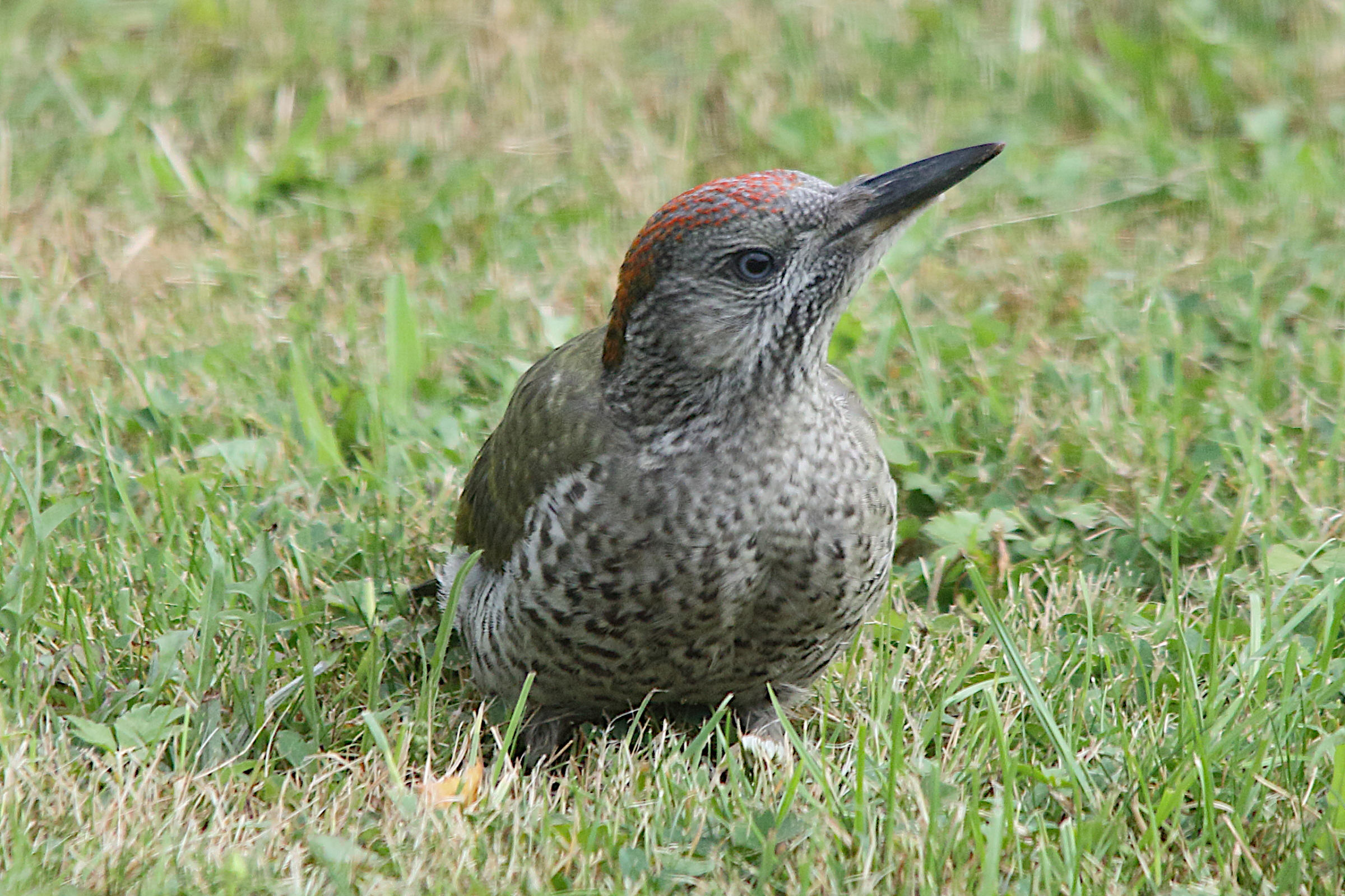 pic_vert_-_picus_viridis12md