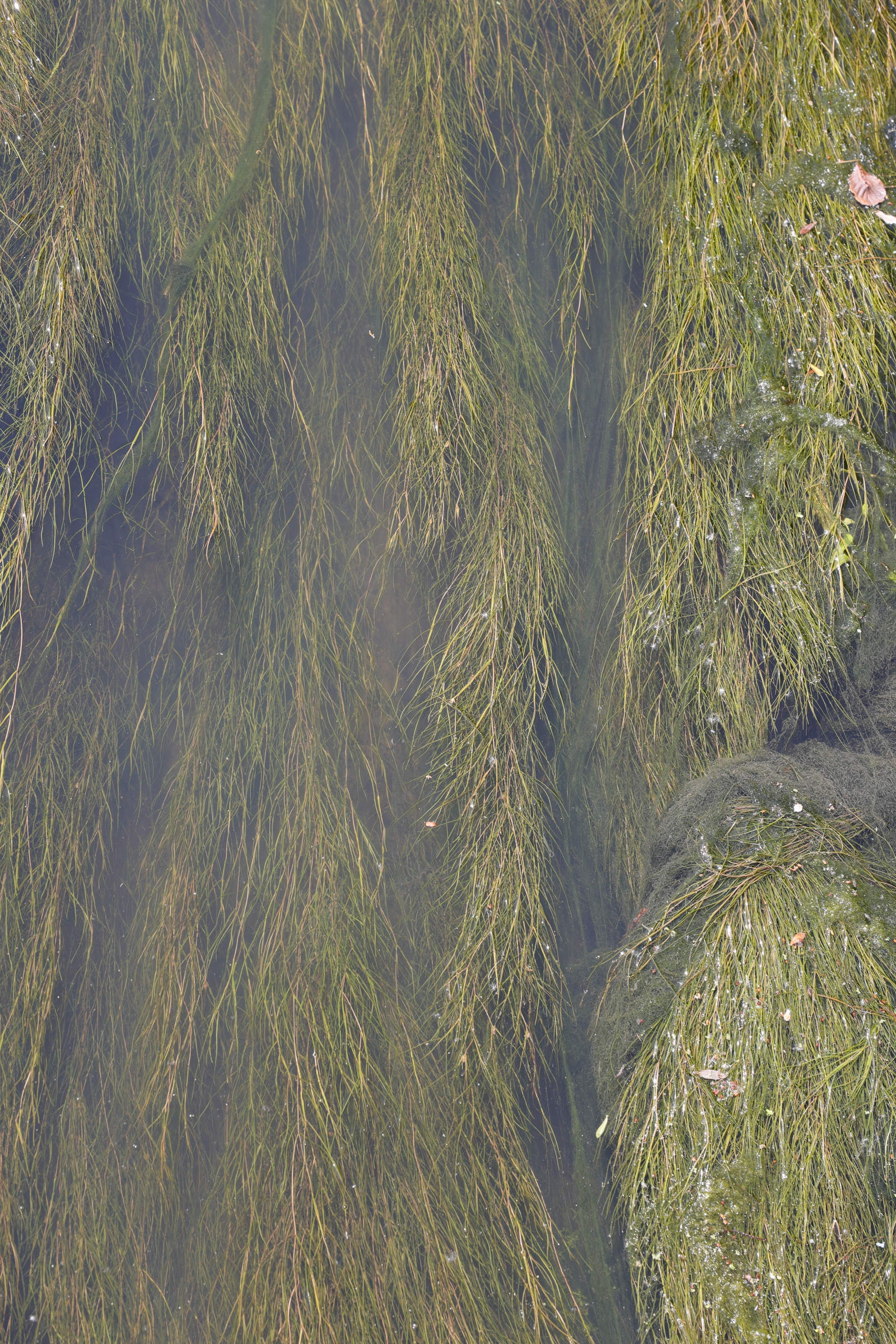 stuckenia_pectinata1md