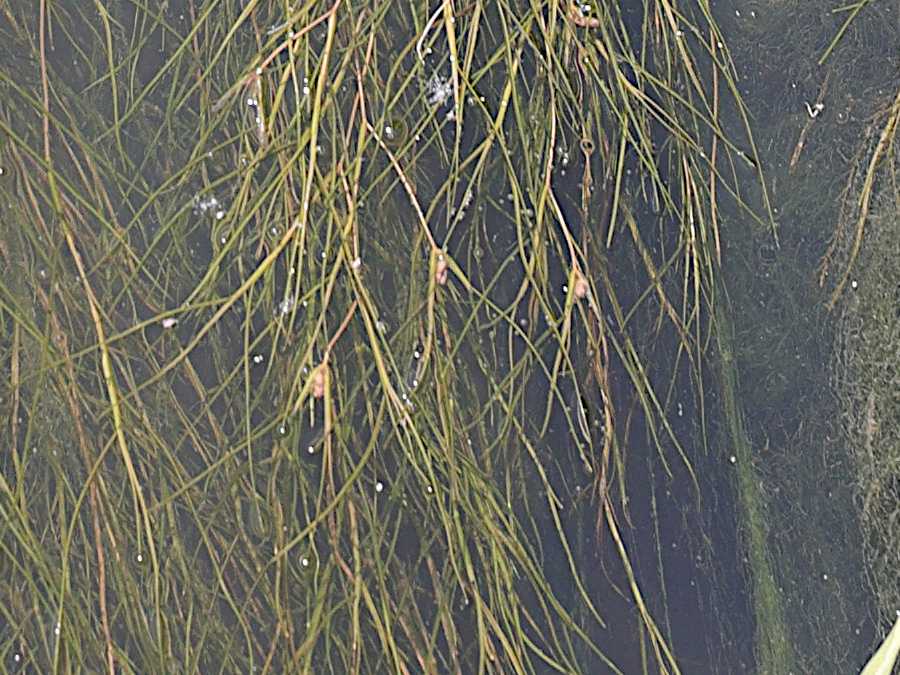 stuckenia_pectinata2md