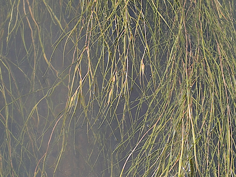 stuckenia_pectinata3md