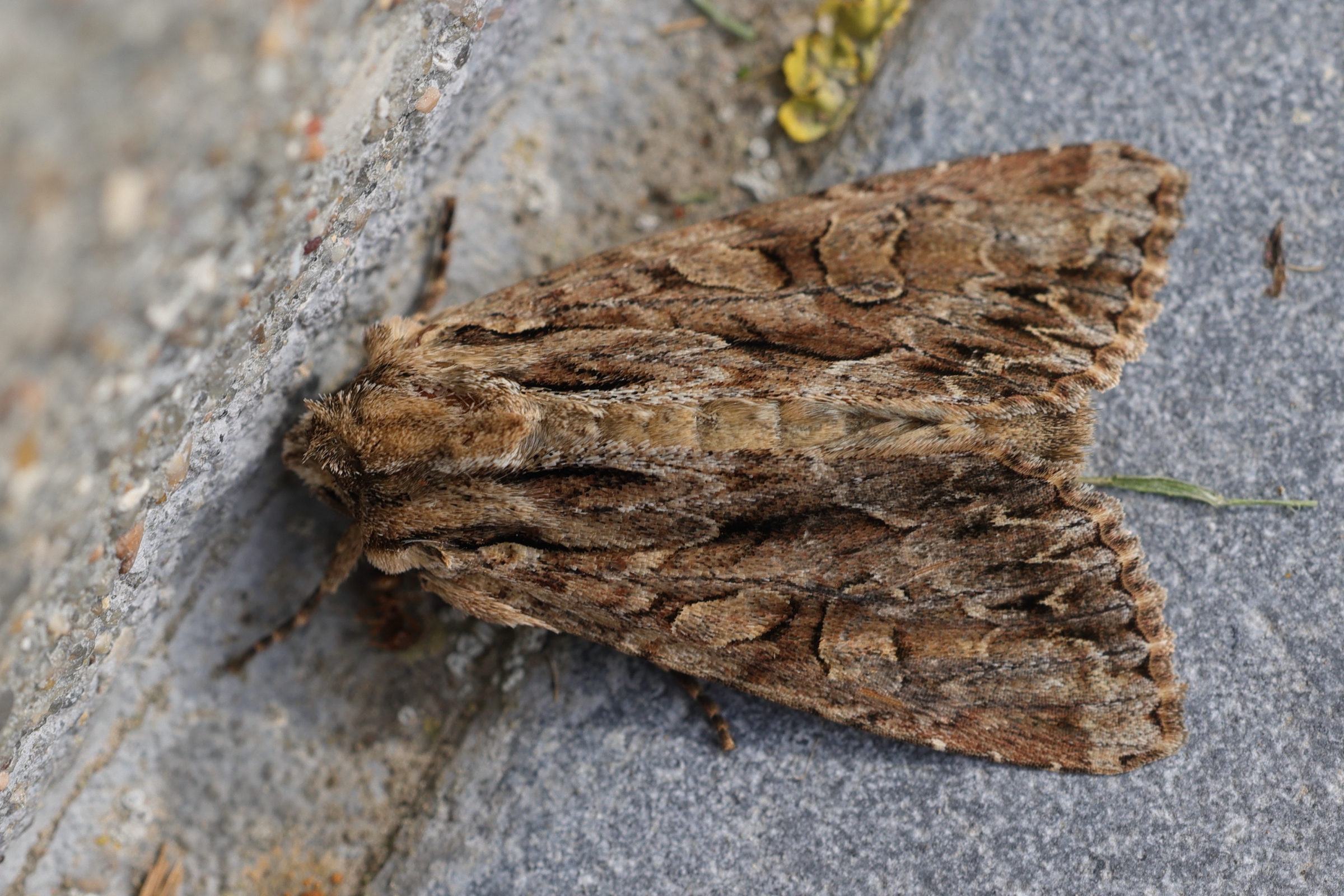 apamea_monoglypha6md