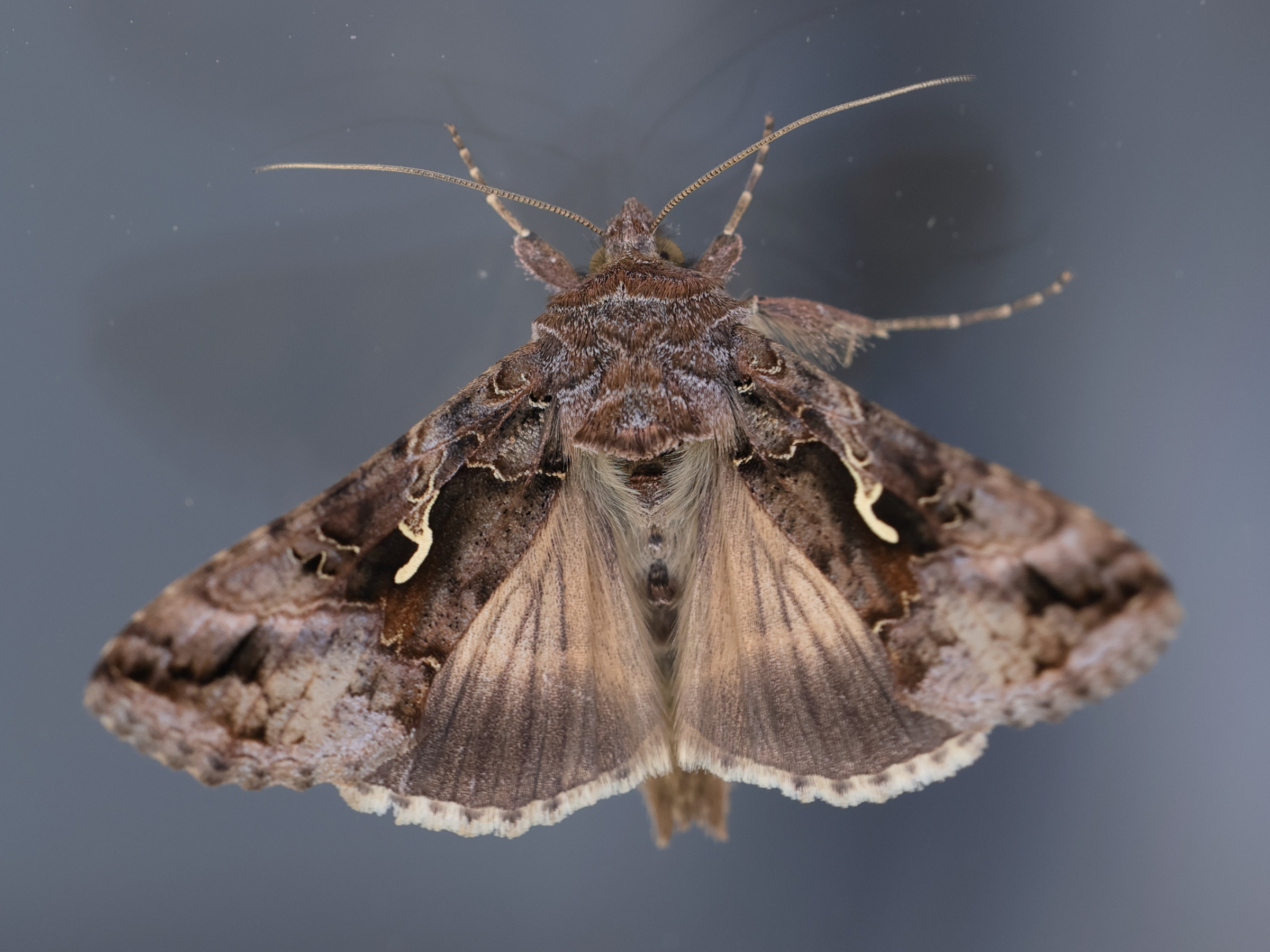 autographa_gamma7md
