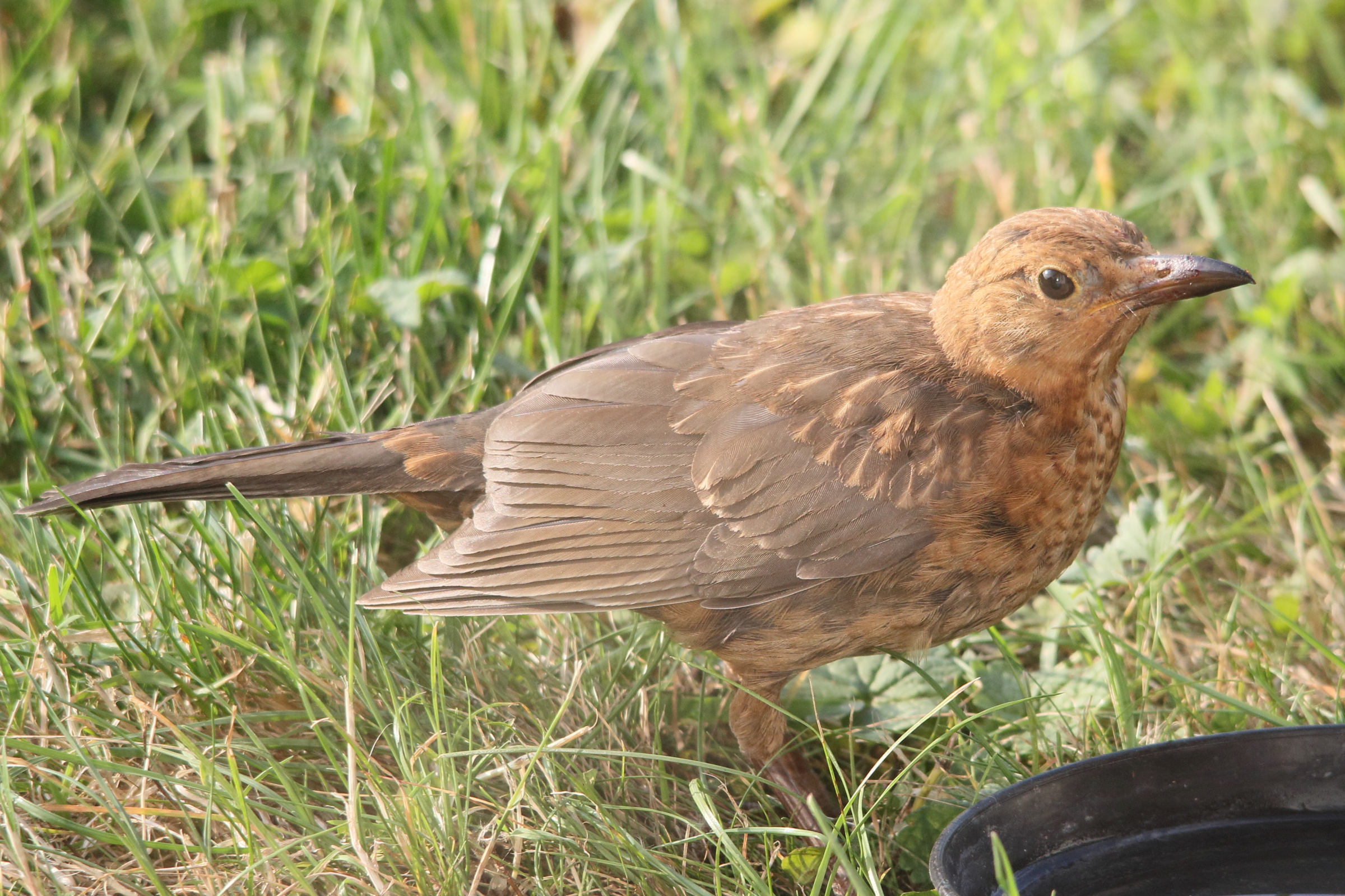 merle_noir_-_turdus_merula10md