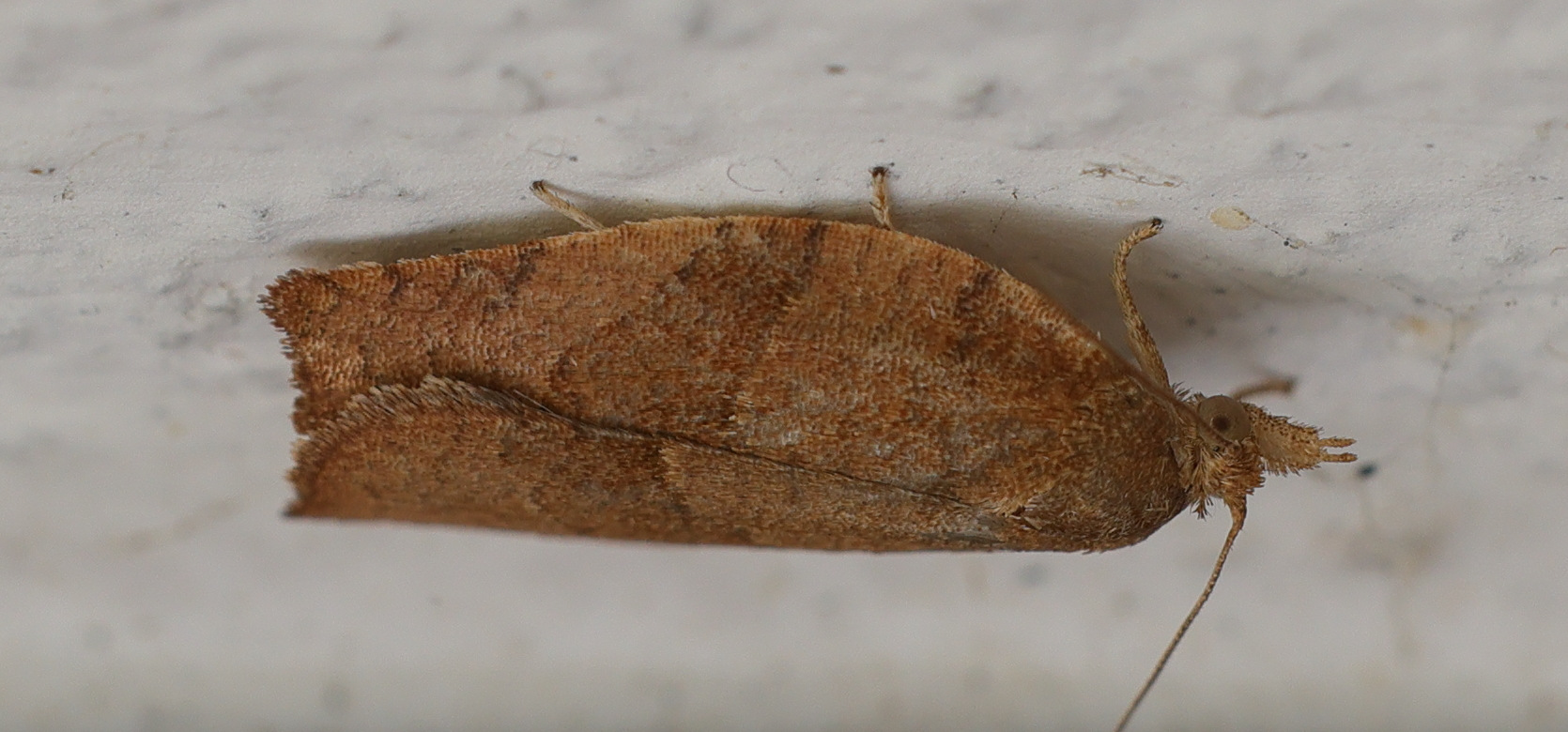 pandemis_heparana3md