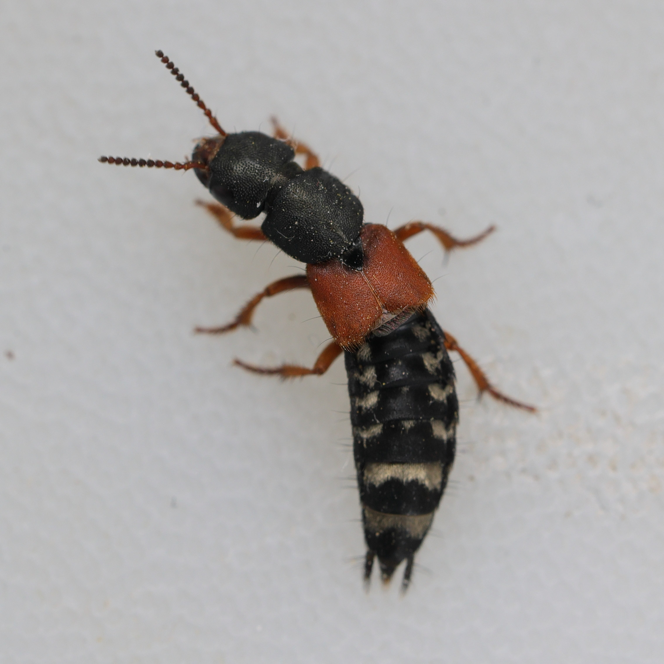 platydracus_stercorarius3md