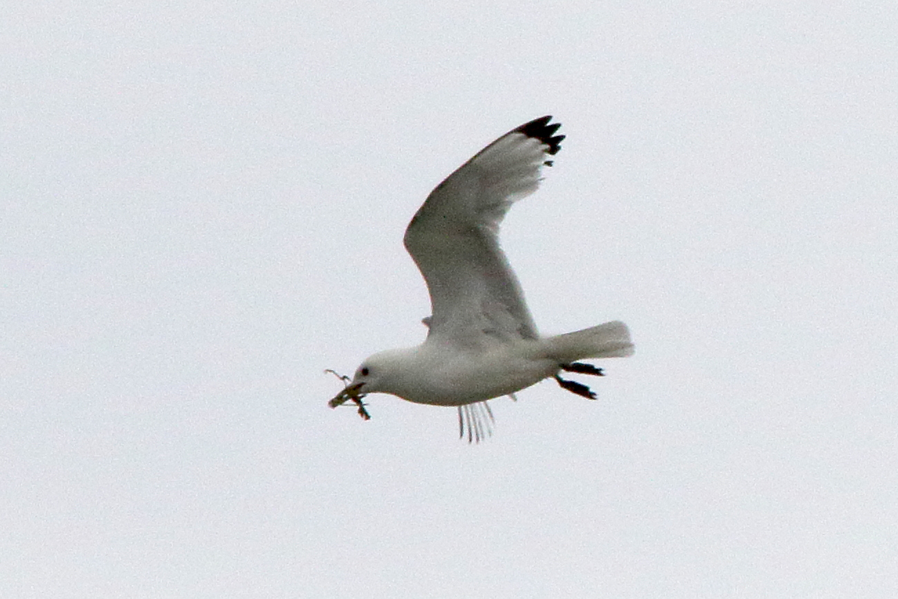 mouette_tridactyle_-_rissa_tridactyla12md