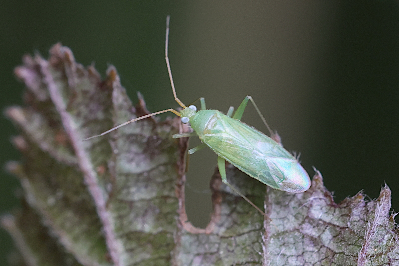 orthotylus_prasinus1md