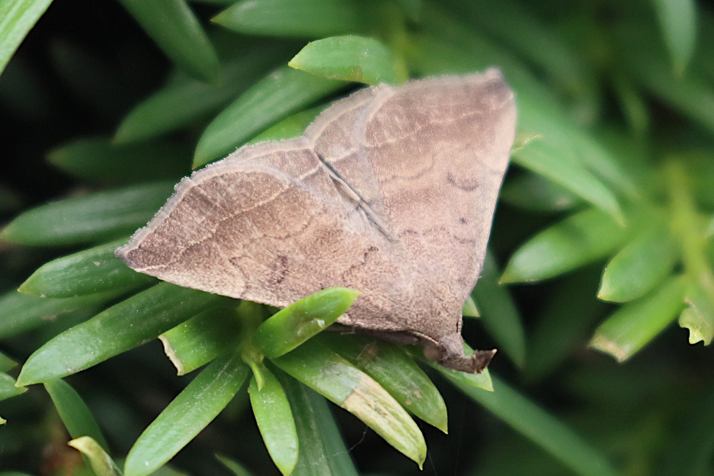 polypogon_plumigeralis1bd