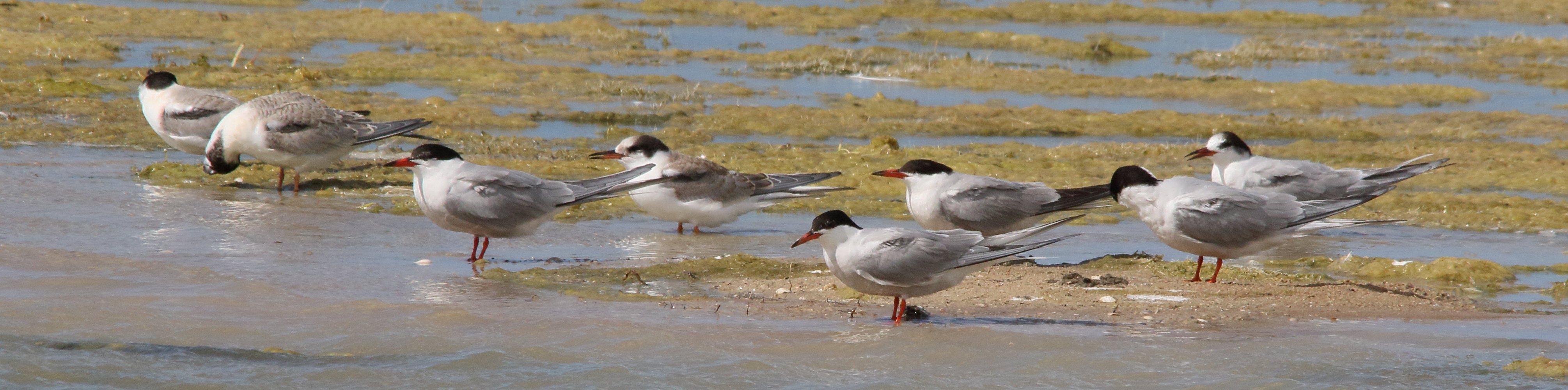 sterne_pierregarin_-_sterna_hirundo15md