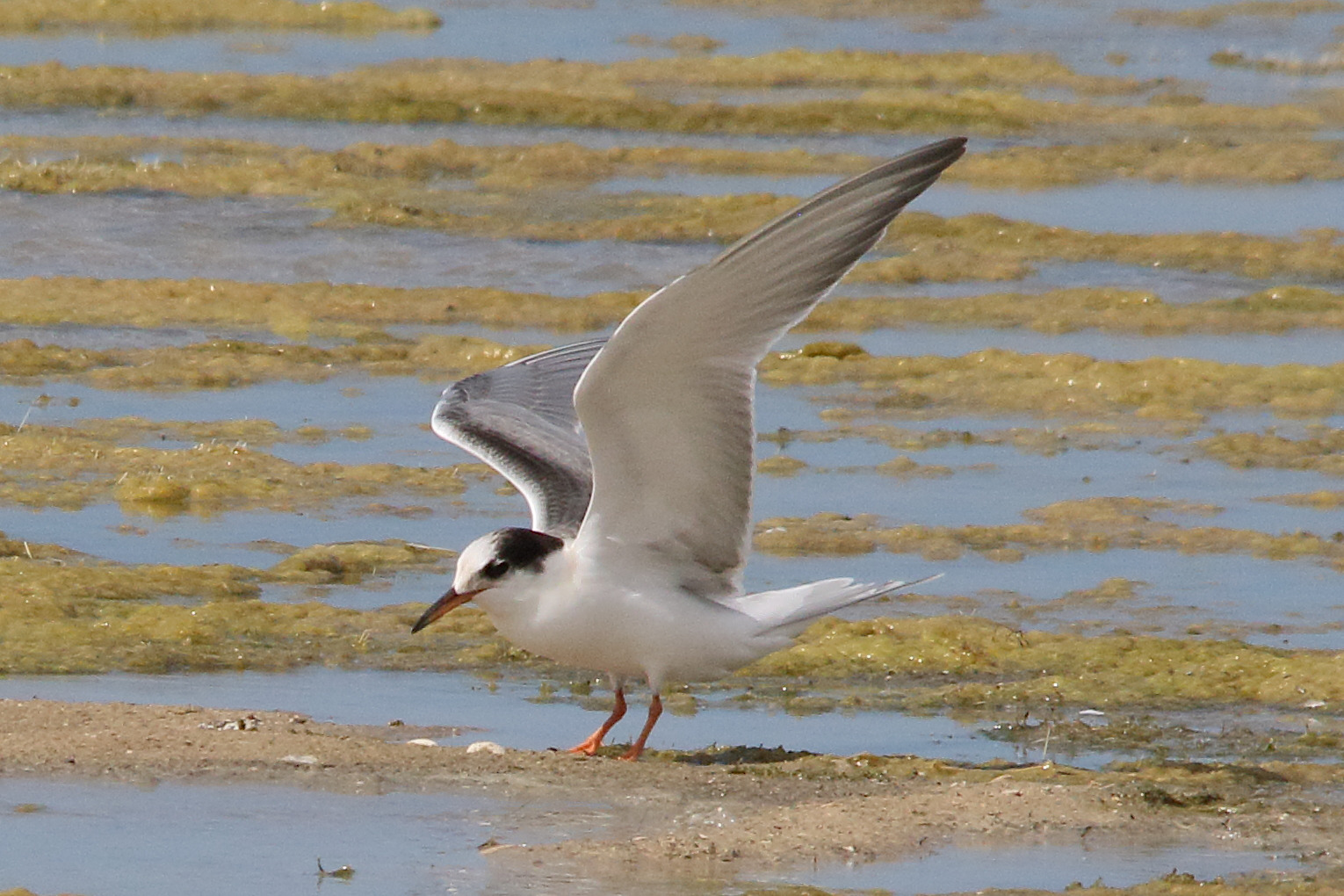 sterne_pierregarin_-_sterna_hirundo16md