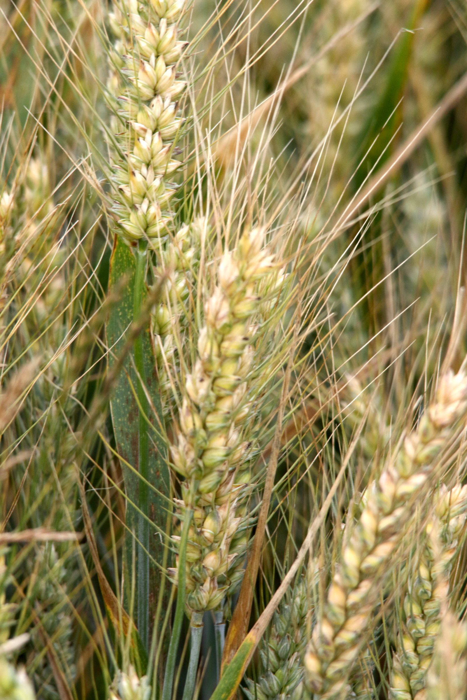 triticum_aestivum_barbu1md
