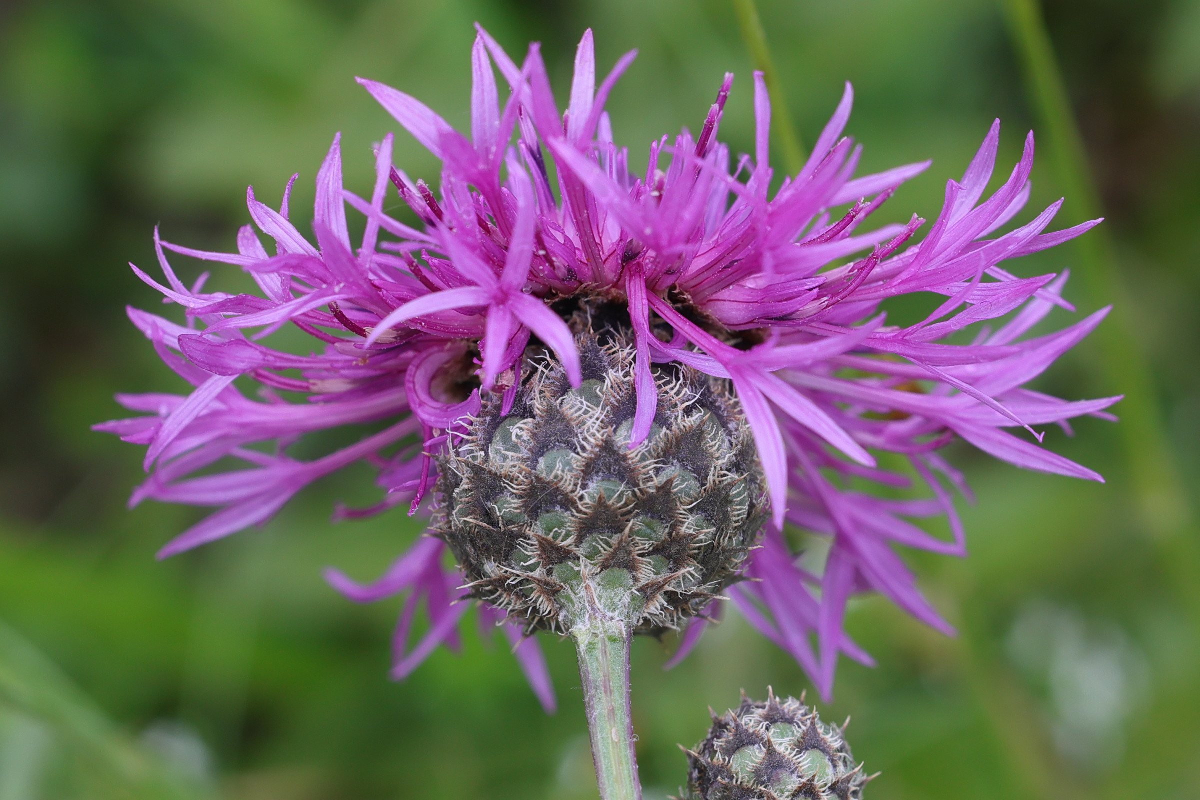 Afficher le média centaurea_scabiosa4md centaurea_scabiosa4md