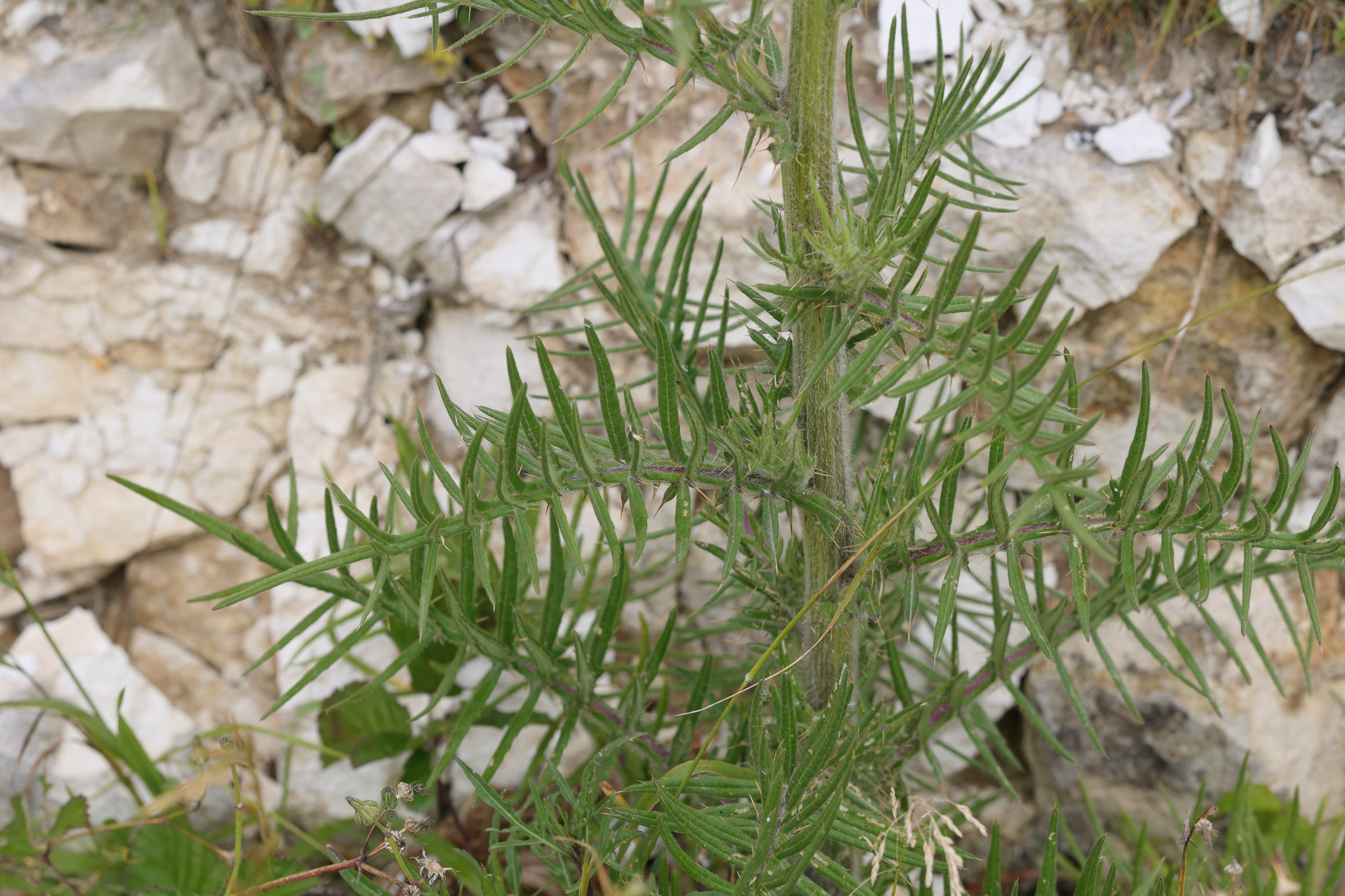 Afficher le média cirsium_eriophorum3md cirsium_eriophorum3md